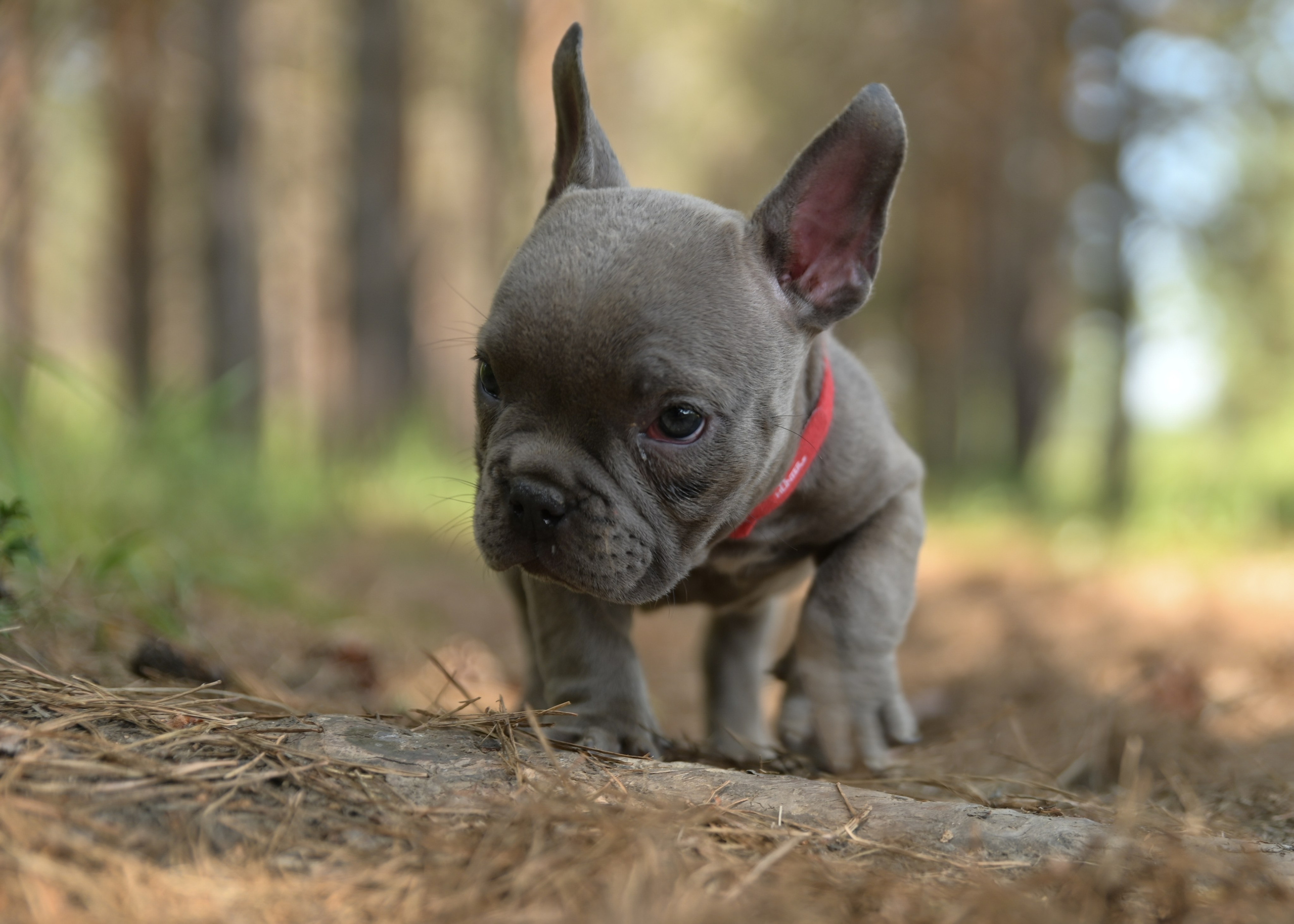Свободные щенки Американский Булли в Иркутске. Питомник собак Иркутск