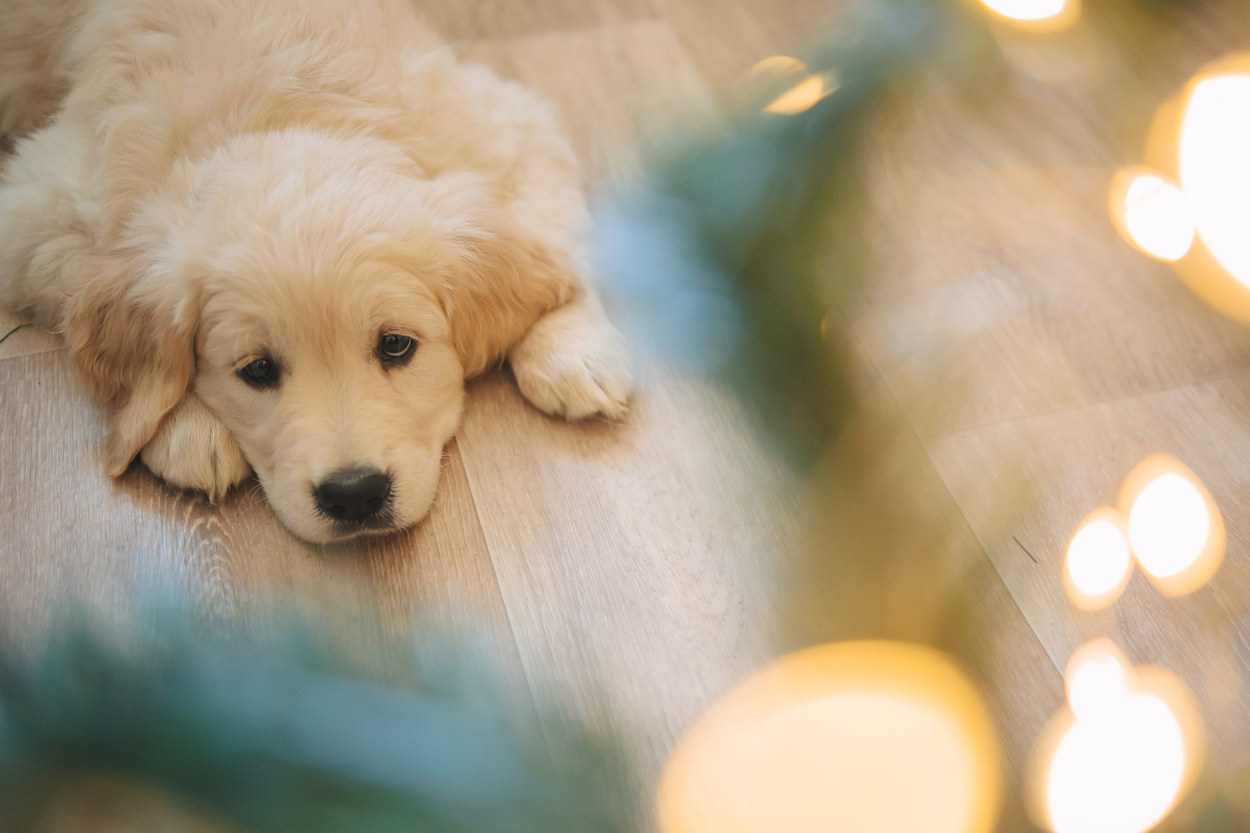 Снежик и Веста, НГ. Свадебный и женский фотограф