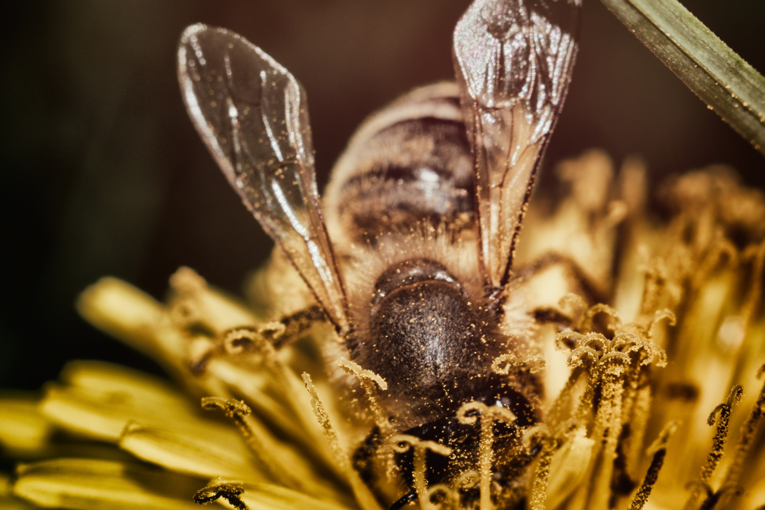 Съёмка животных и макро фото (Photographing animals and macro). Фотограф (photographer) Lischinski Vitaliy