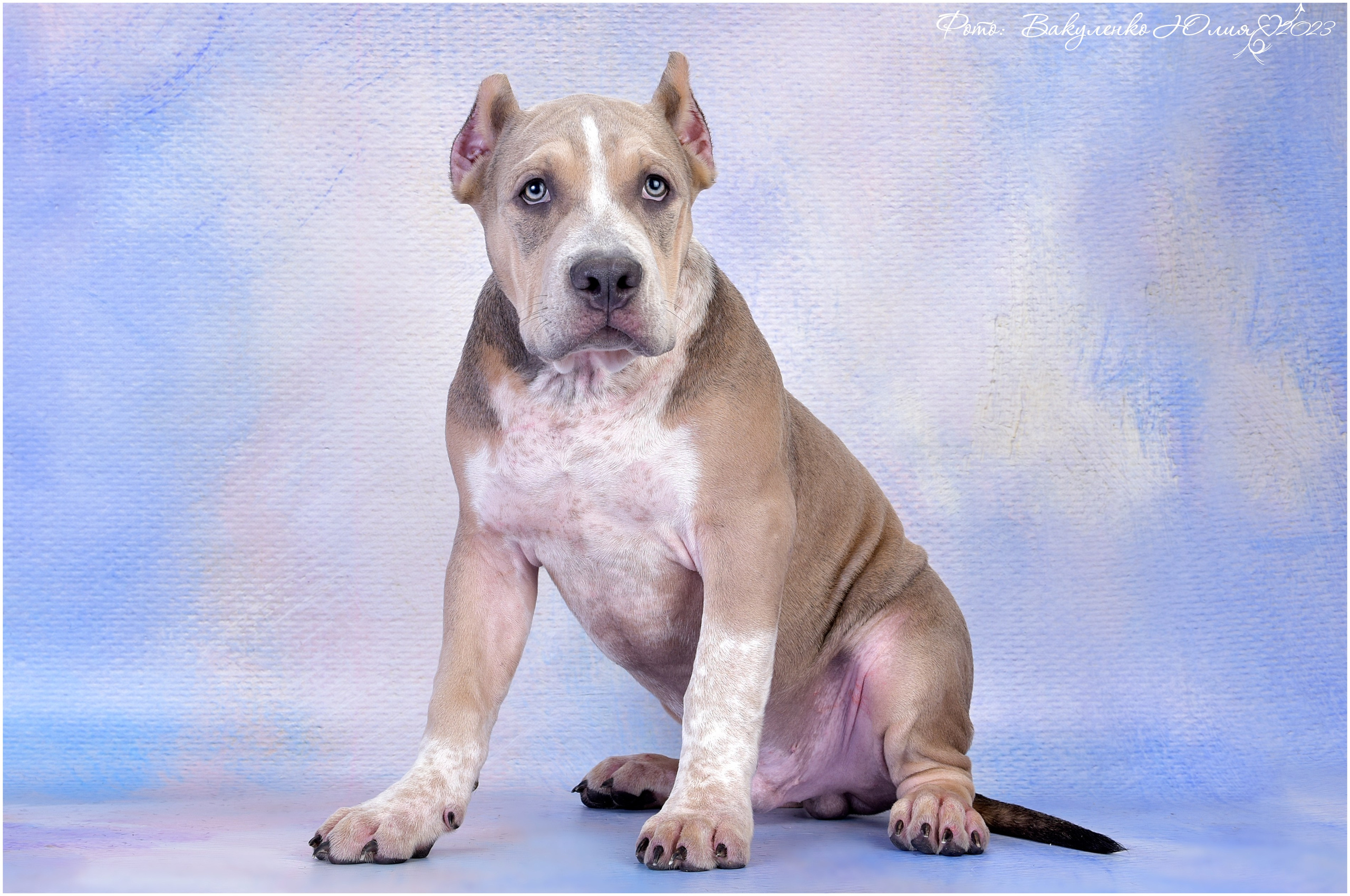 Студийная съемка. Фотограф анималист | семейный Юлия Вакуленко, г. Краснодар