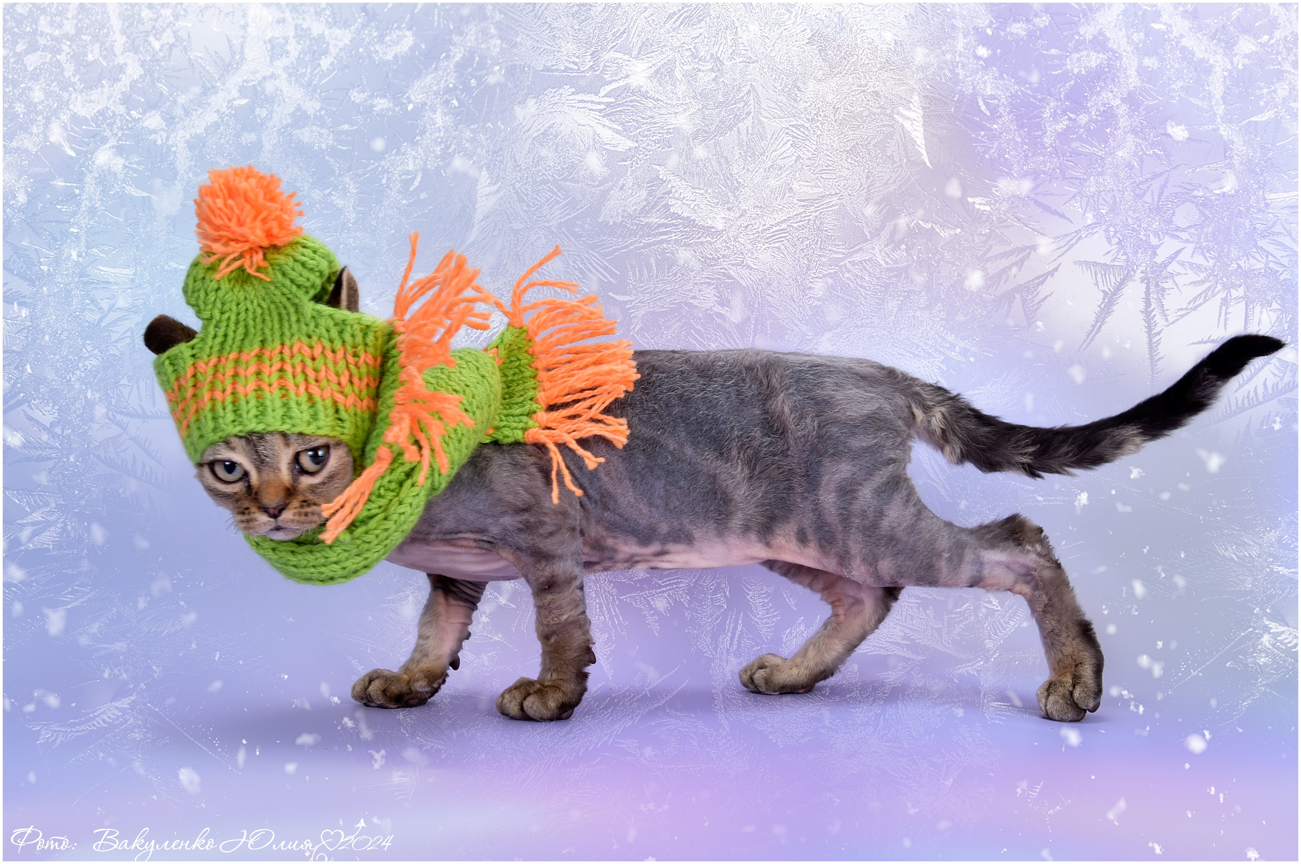 Котята. Фотограф анималист | семейный Юлия Вакуленко, г. Краснодар