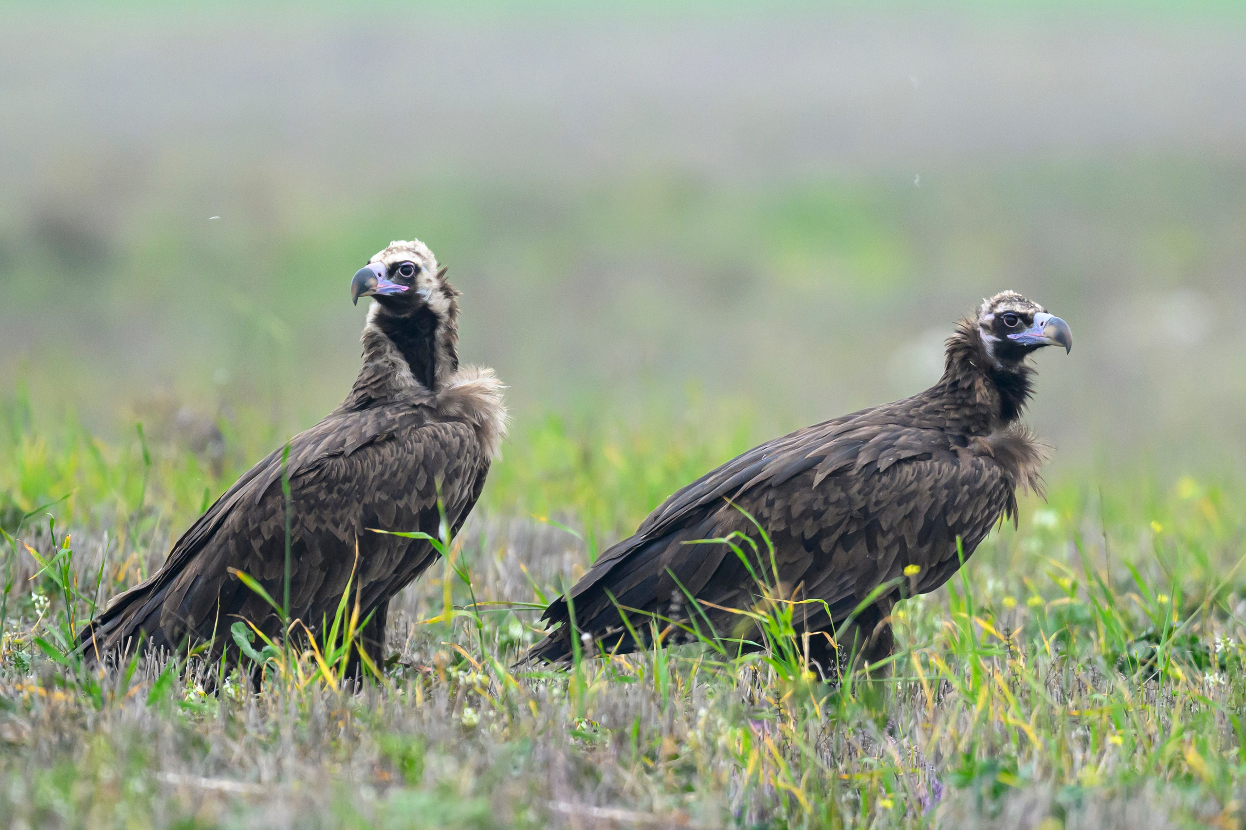 Дагестан. Ноябрь 2025. Фотограф Сергей Пупонин