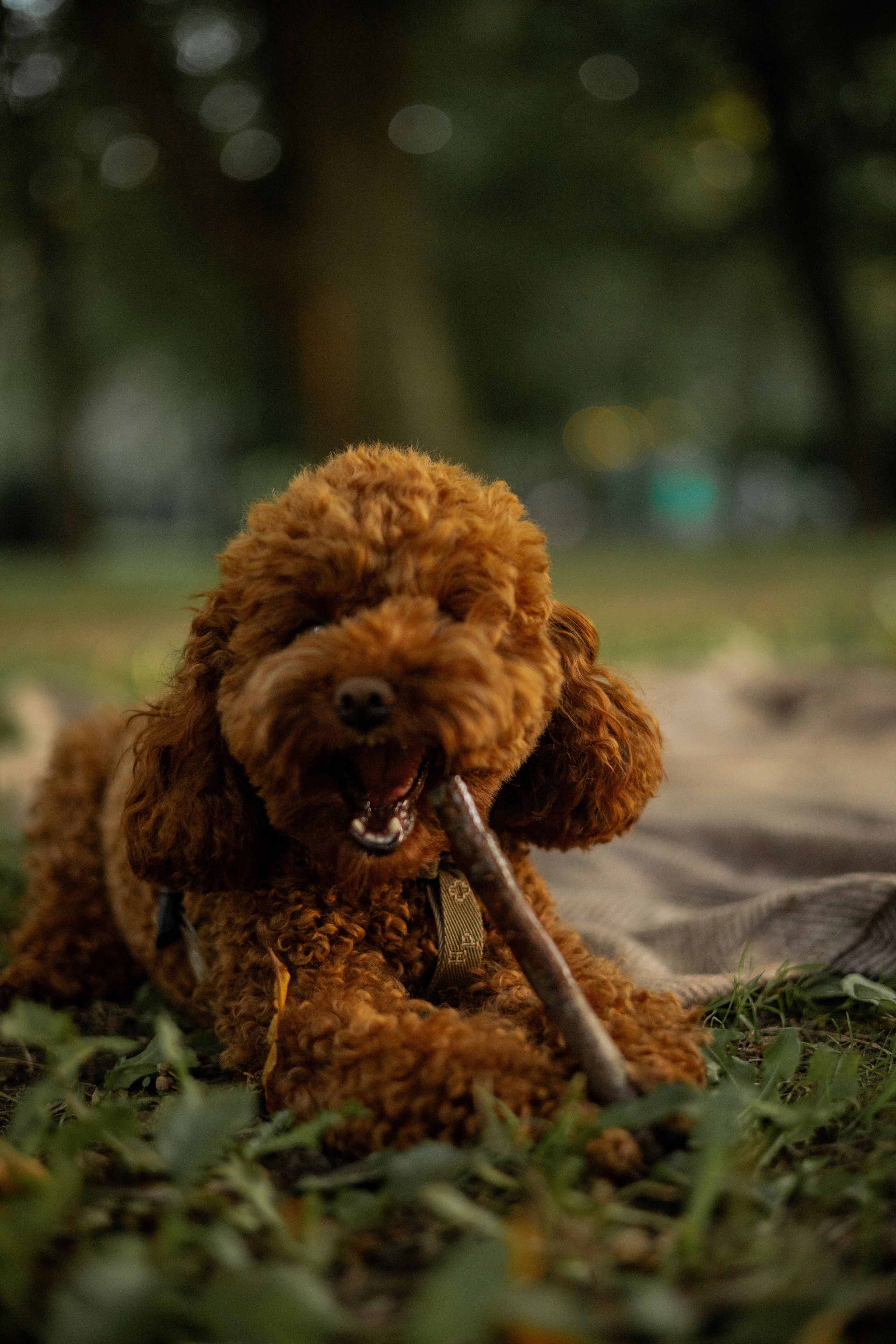 Мишель и её семья. Фотограф — анималист •love-story•|Санкт-Петербург