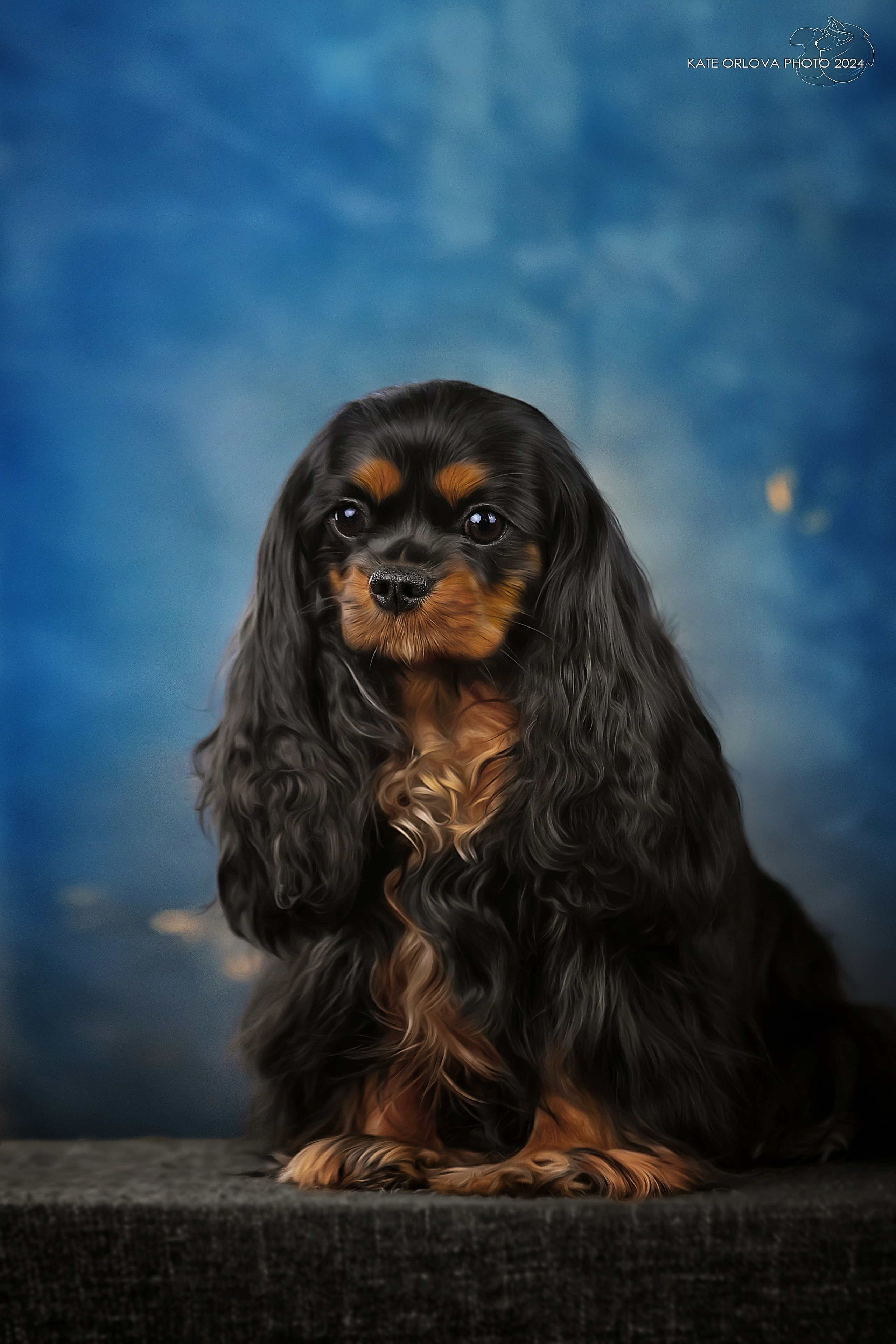 Суки. Питомник кавалер кинг чарльз спаниелей