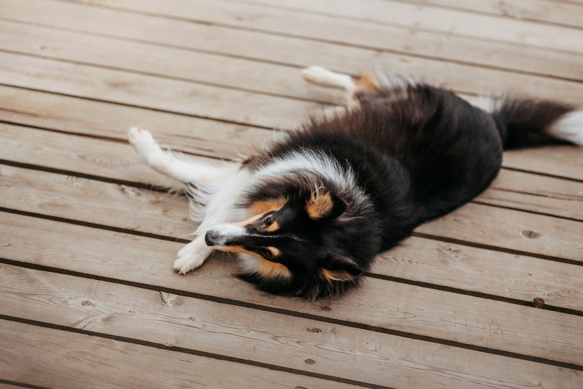 Федор, Саша и Груша. Фотограф-анималист Елена Радченко, Москва