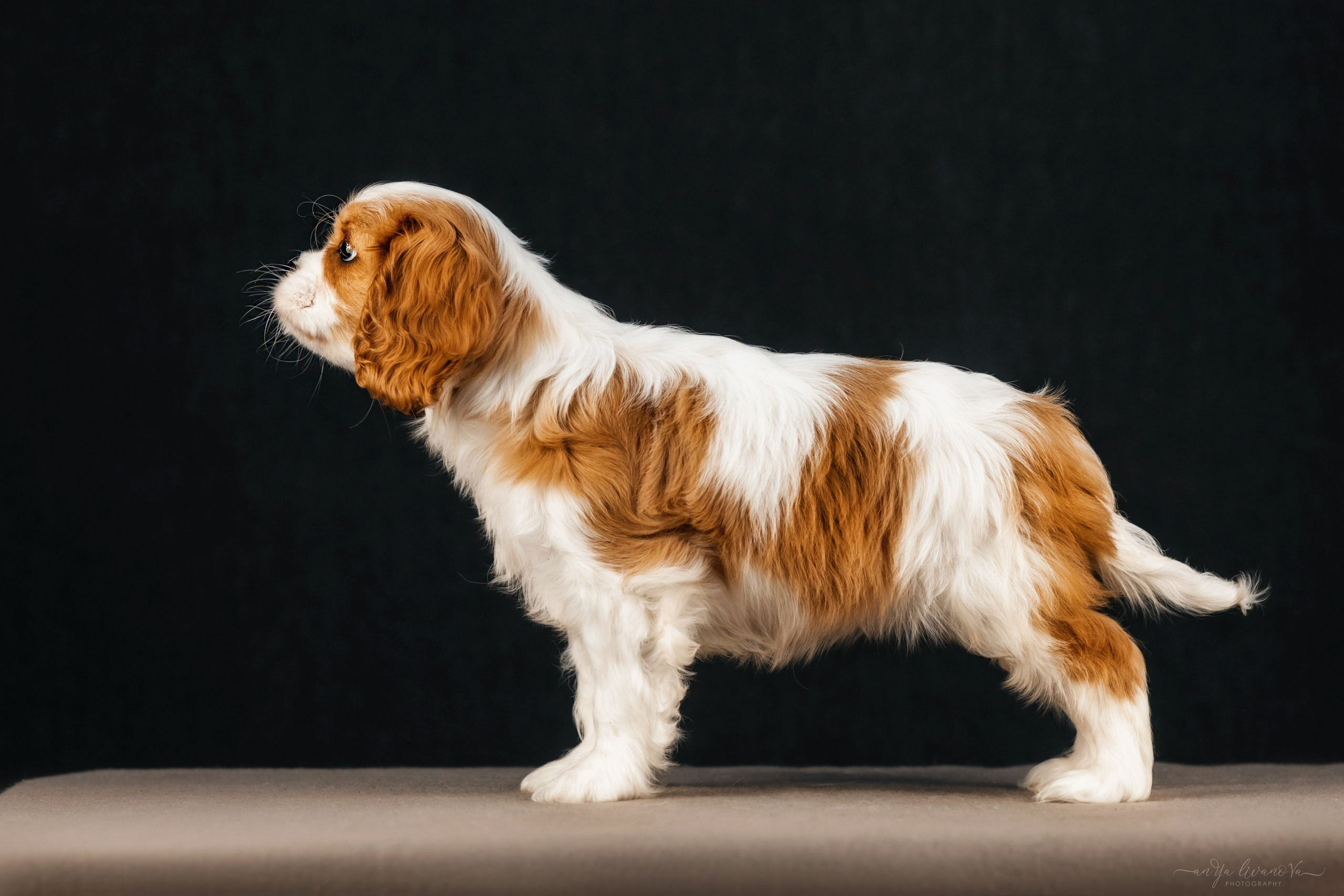 Кавалерчики. Фотограф анималист Аня Ливанова | Рыбинск