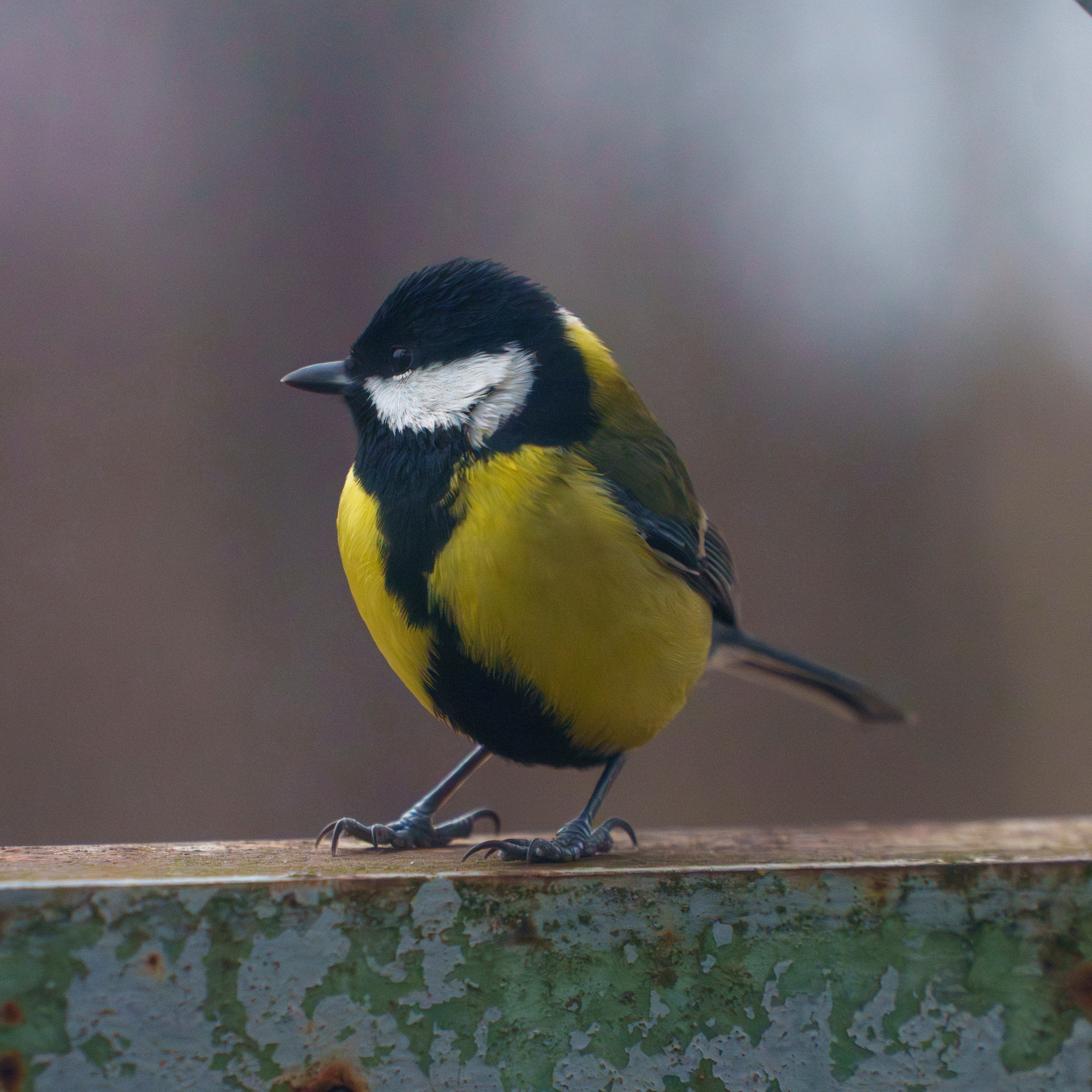 Animals — Животные