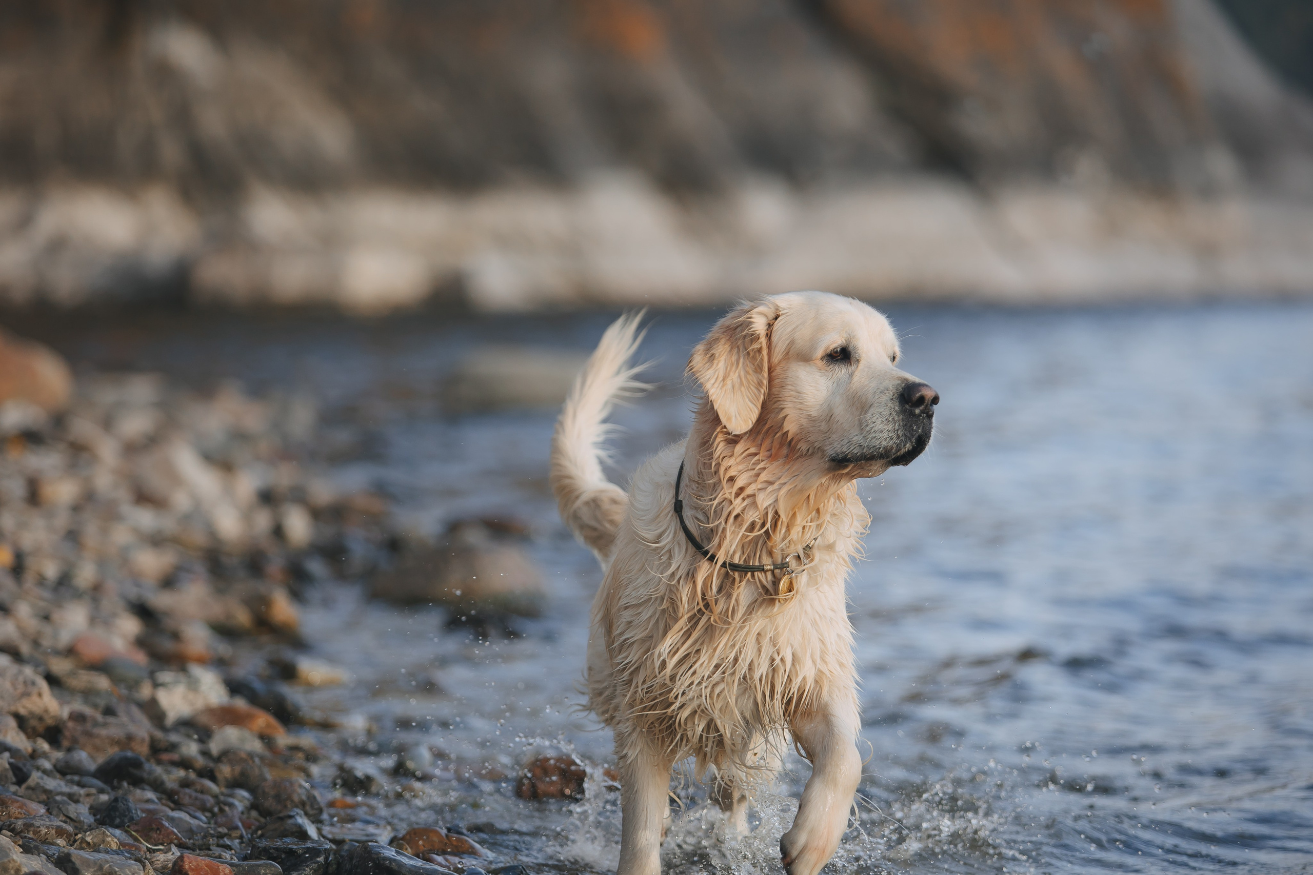 Снежик и Веста. Свадебный и женский фотограф