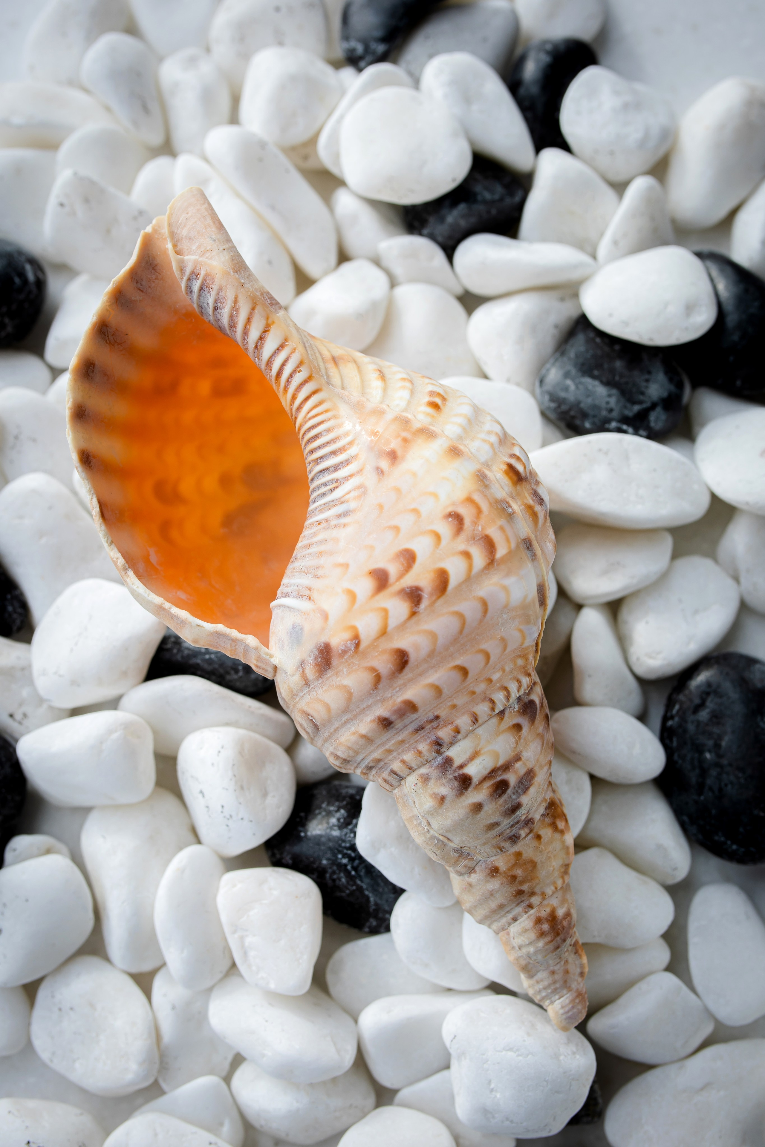 ПИФАГОР. Фотограф Агеева Мария