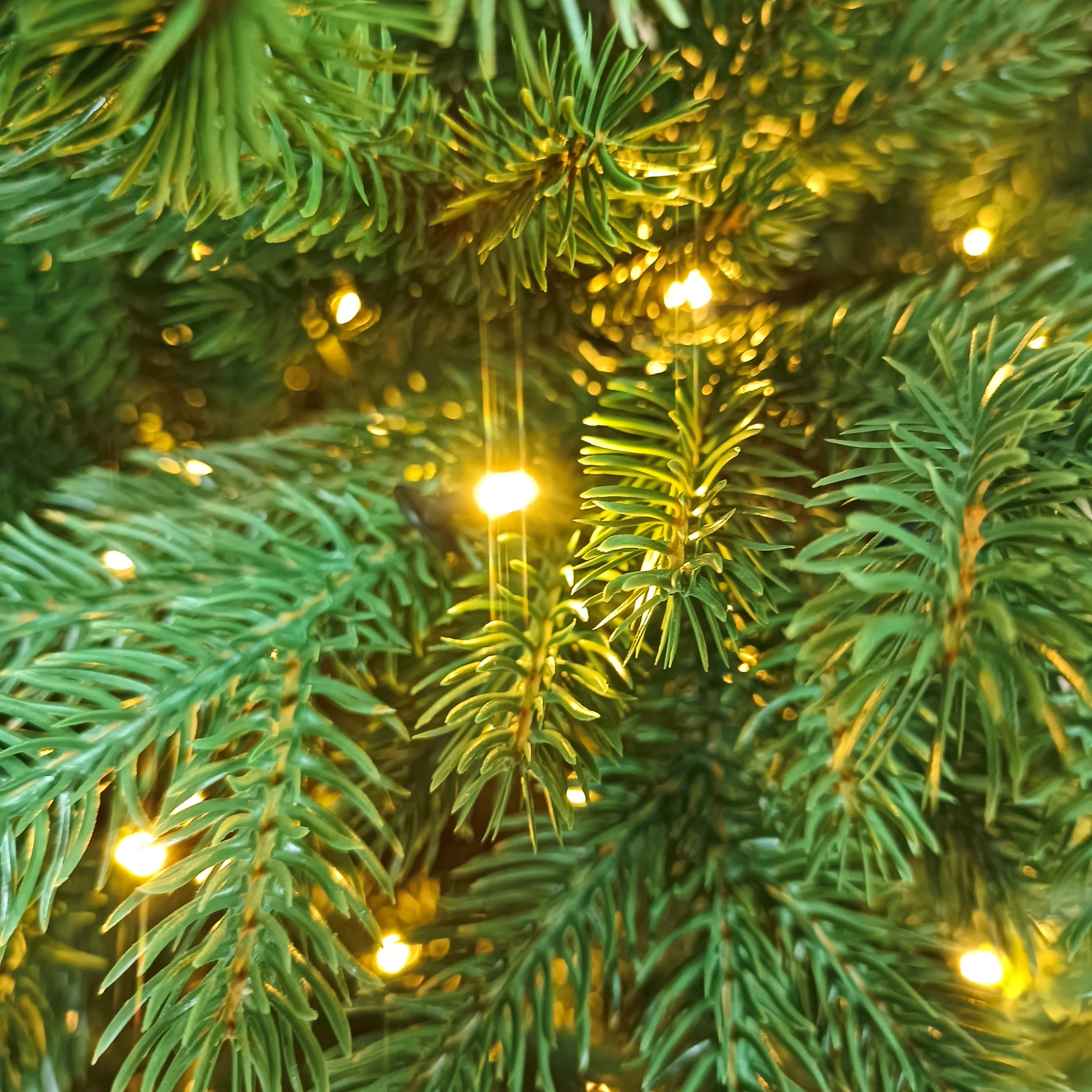 ВЕРСАЛЬСКАЯ с огоньками. Elki_grodno