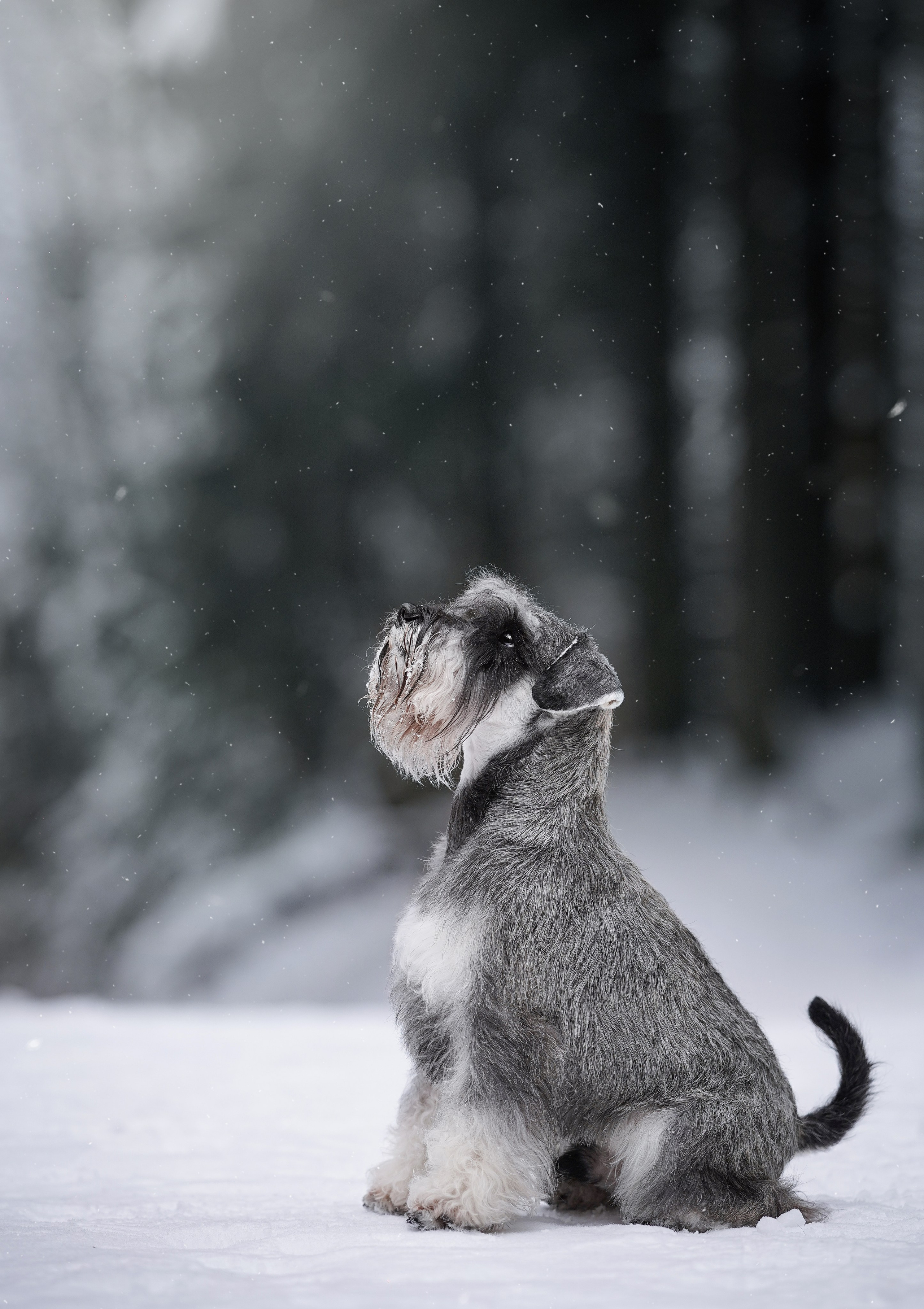 Бенчи и Арчи. Фотограф-анималист в Санкт-Петербурге Яна Мартынова