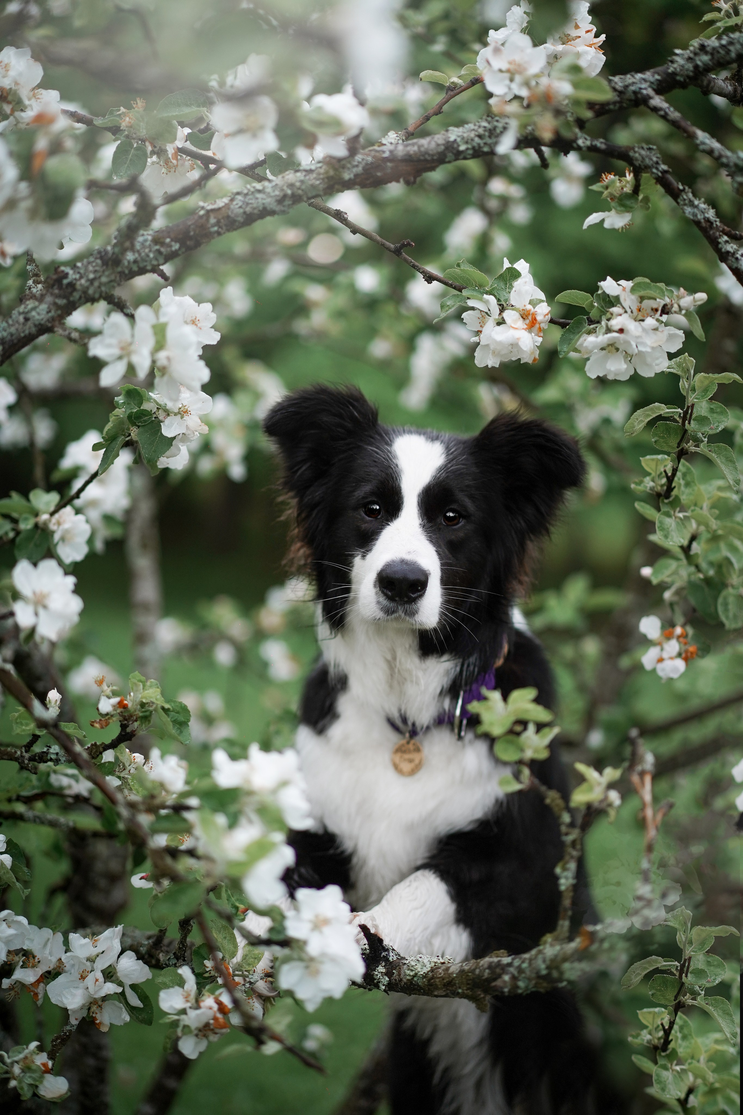 Юля, ее мама и Груша. Фотограф-анималист в Санкт-Петербурге Яна Мартынова
