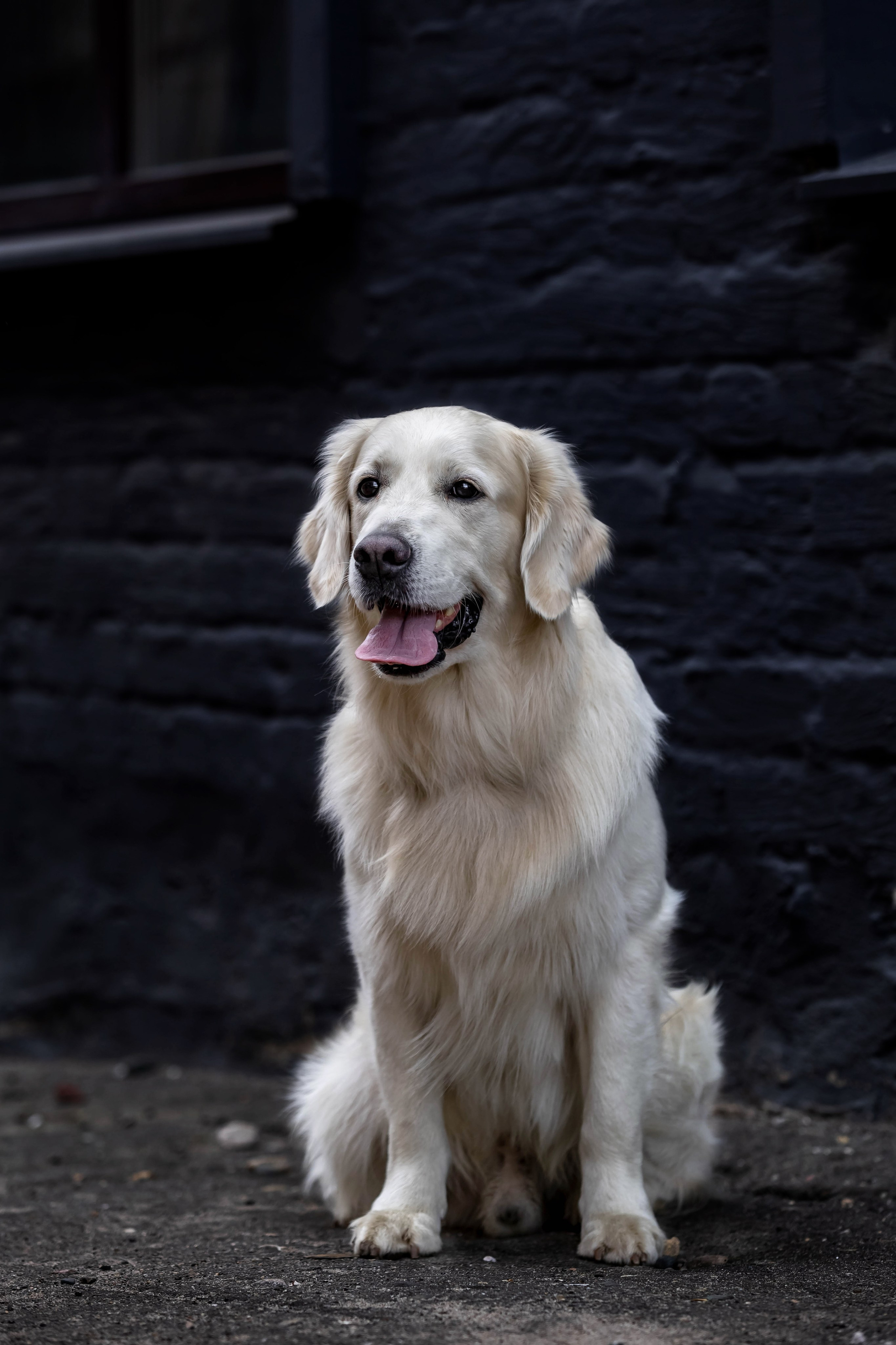 Голден. Https://moshkovaphoto.ru/