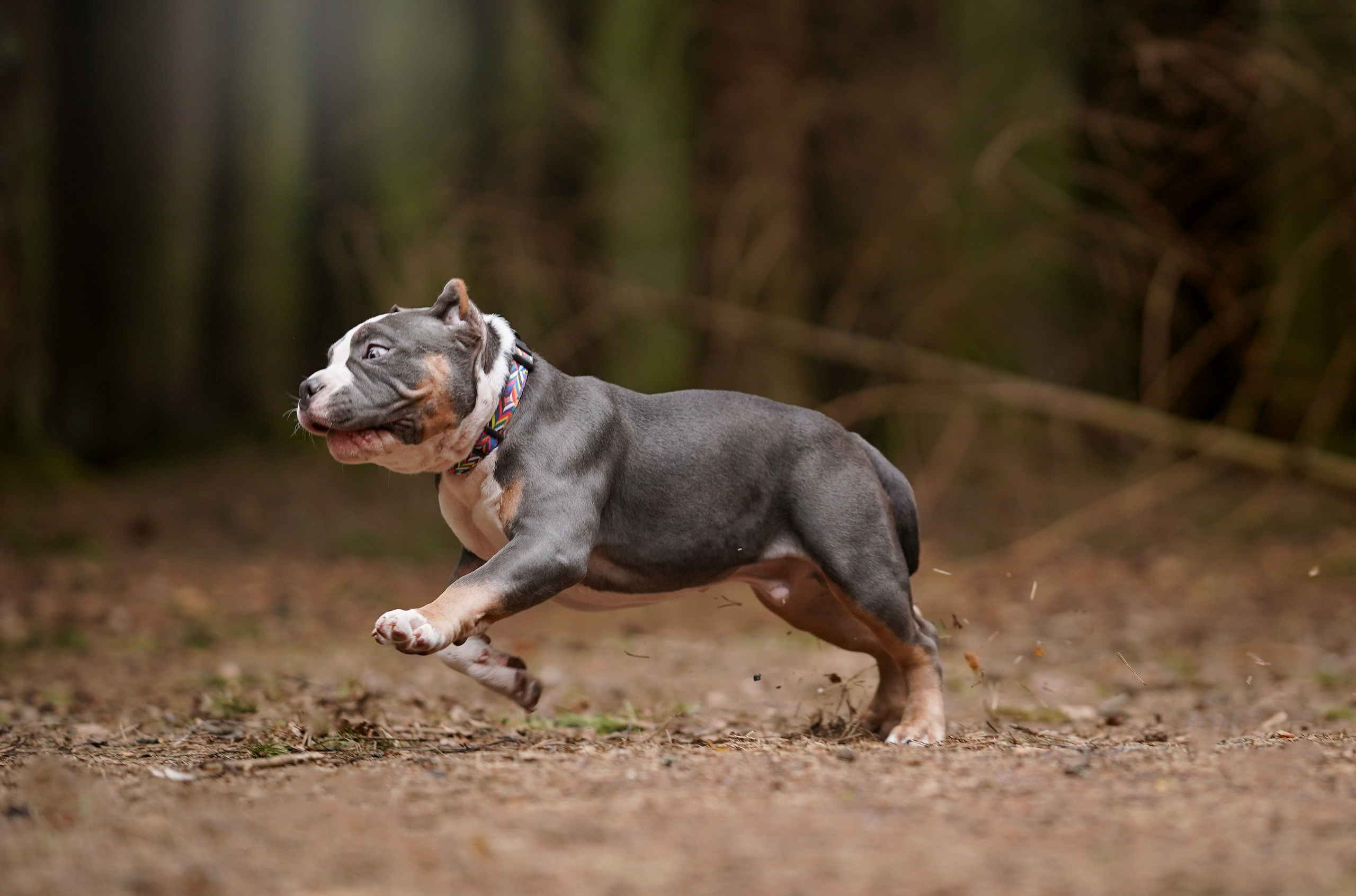 Щенки булли. Фотограф-анималист в Санкт-Петербурге Яна Мартынова