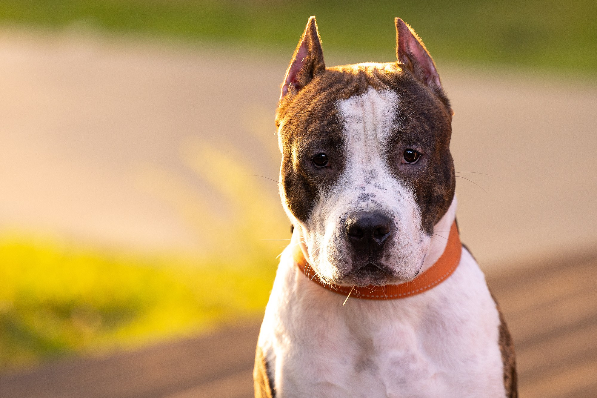 Амстафф Честер и его семья. Фотограф-анималист Natalia Deingel | Фотосъемка собак в Москве