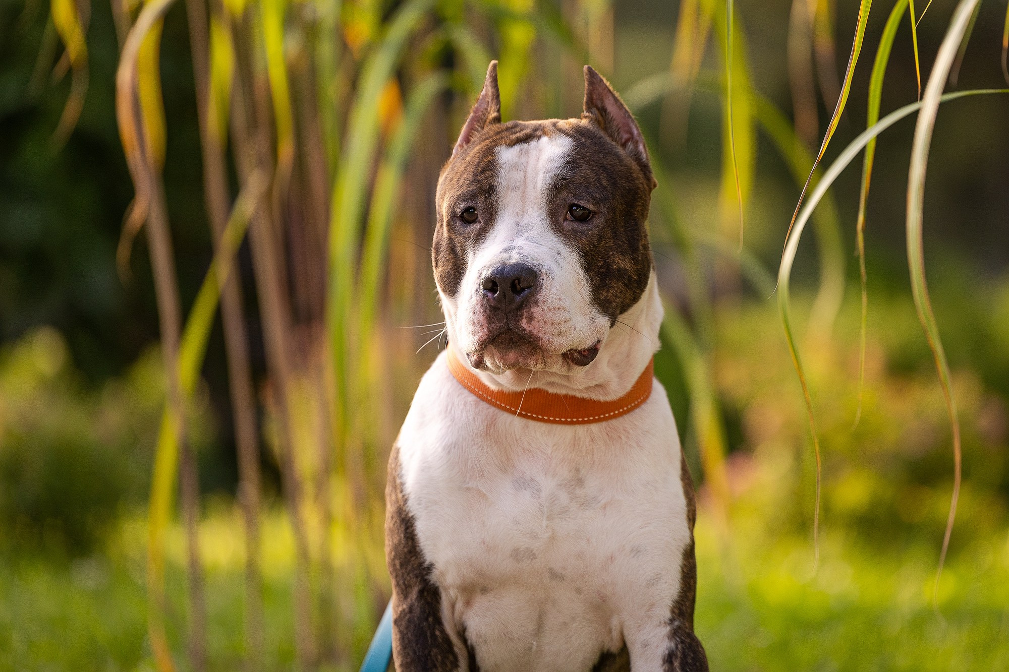 Амстафф Честер и его семья. Фотограф-анималист Natalia Deingel | Фотосъемка собак в Москве