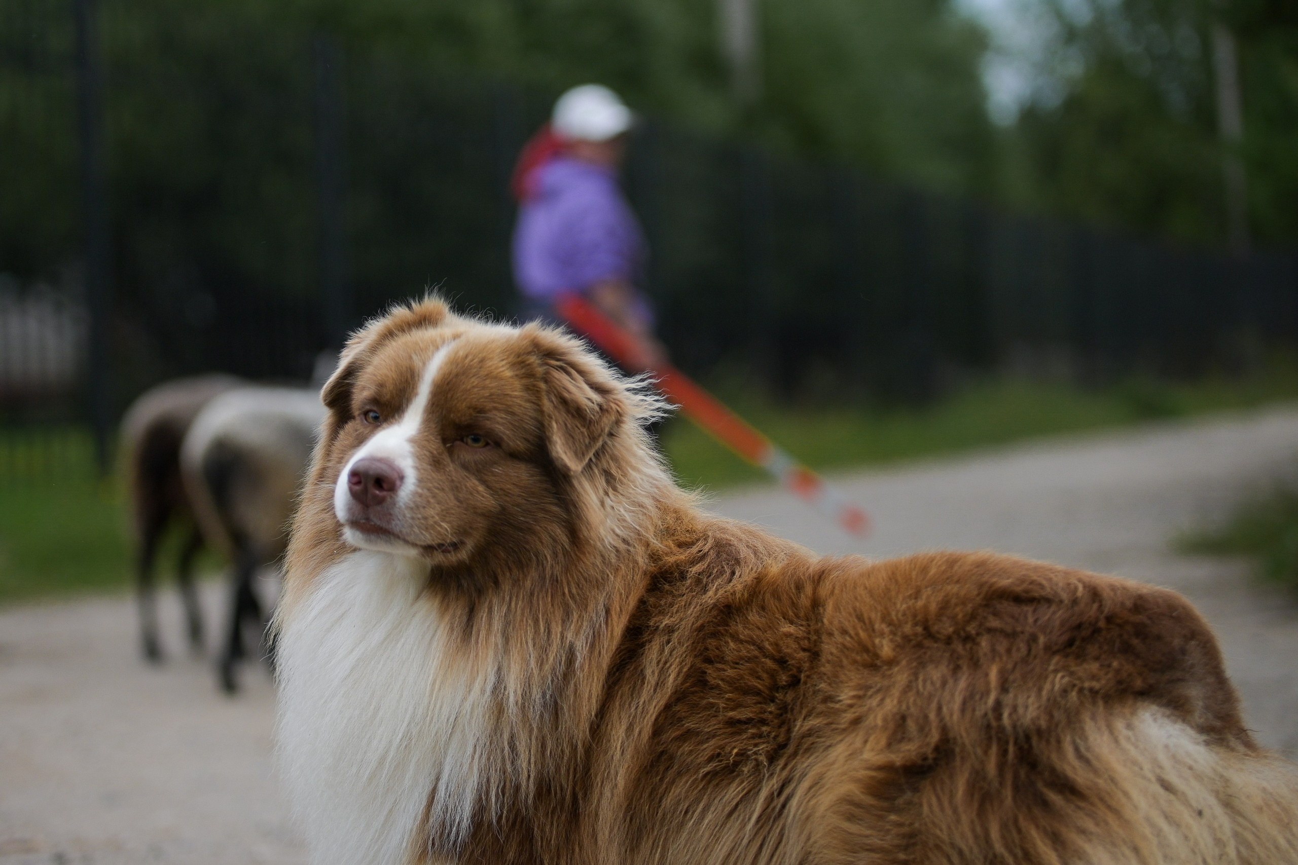 Пастьба собак. Творческий фотограф Вологда