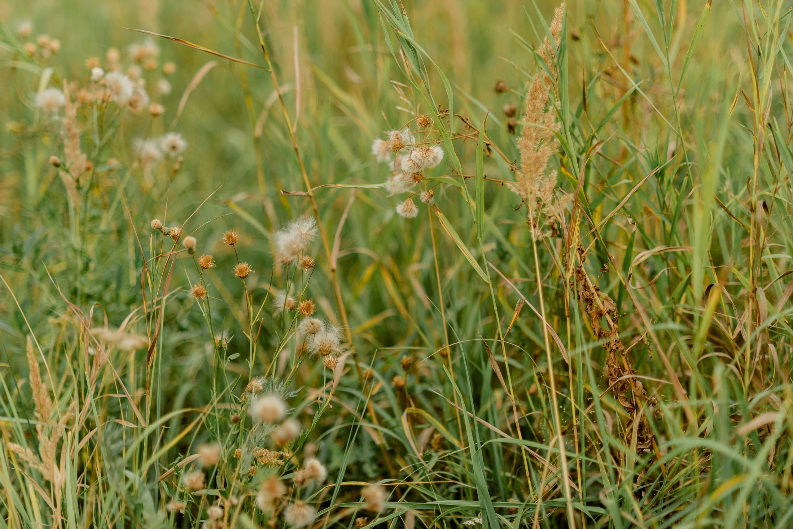 В поле. Фотограф Юлия Попова