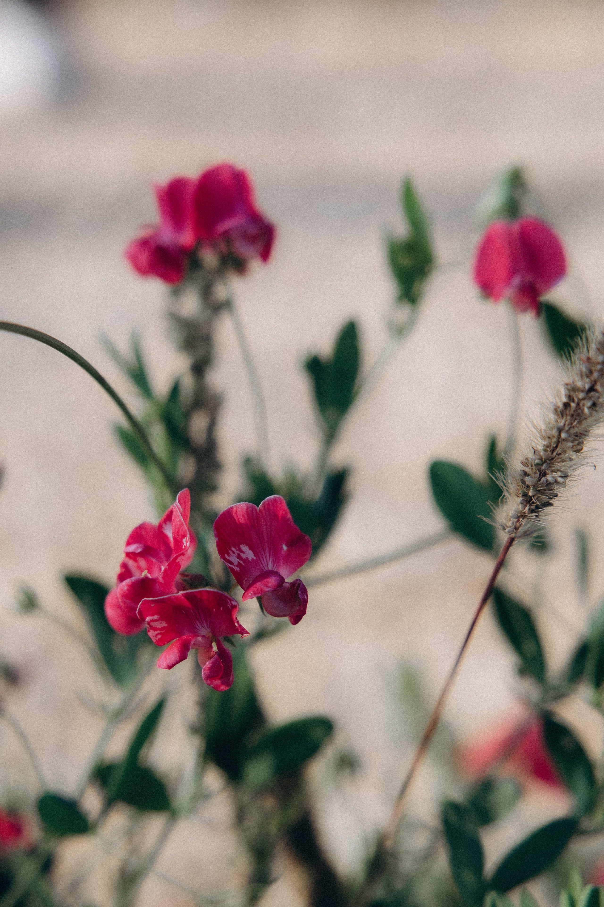 Анастасия и Алексей. Алена Бадамшина — свадебный фотограф Воронеж / Москва