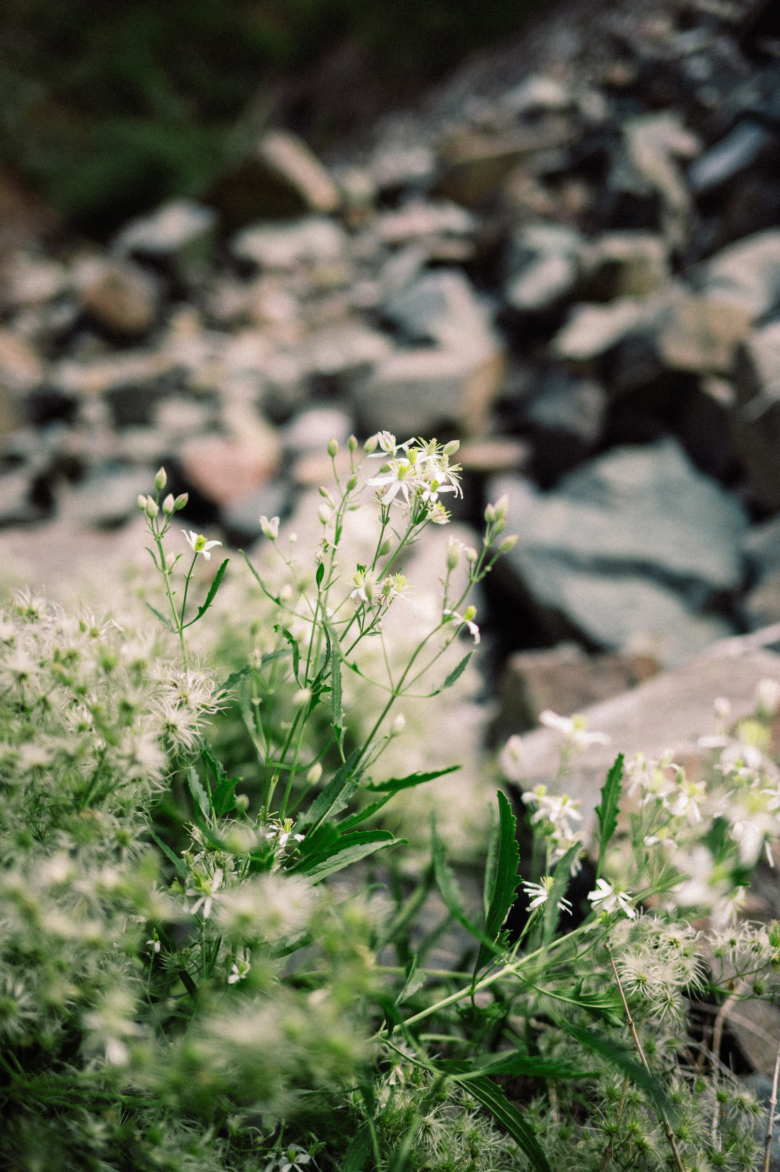 Плато Ассы: июль 2025. Фотограф в Алматы — Дарья Фёдорова