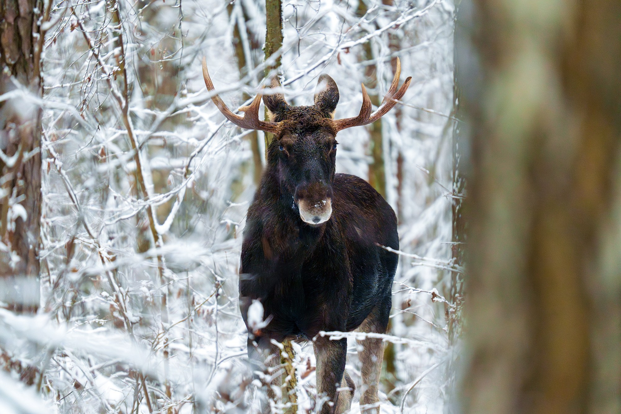 Животные. Ваш личный фотограф Марина Волкова