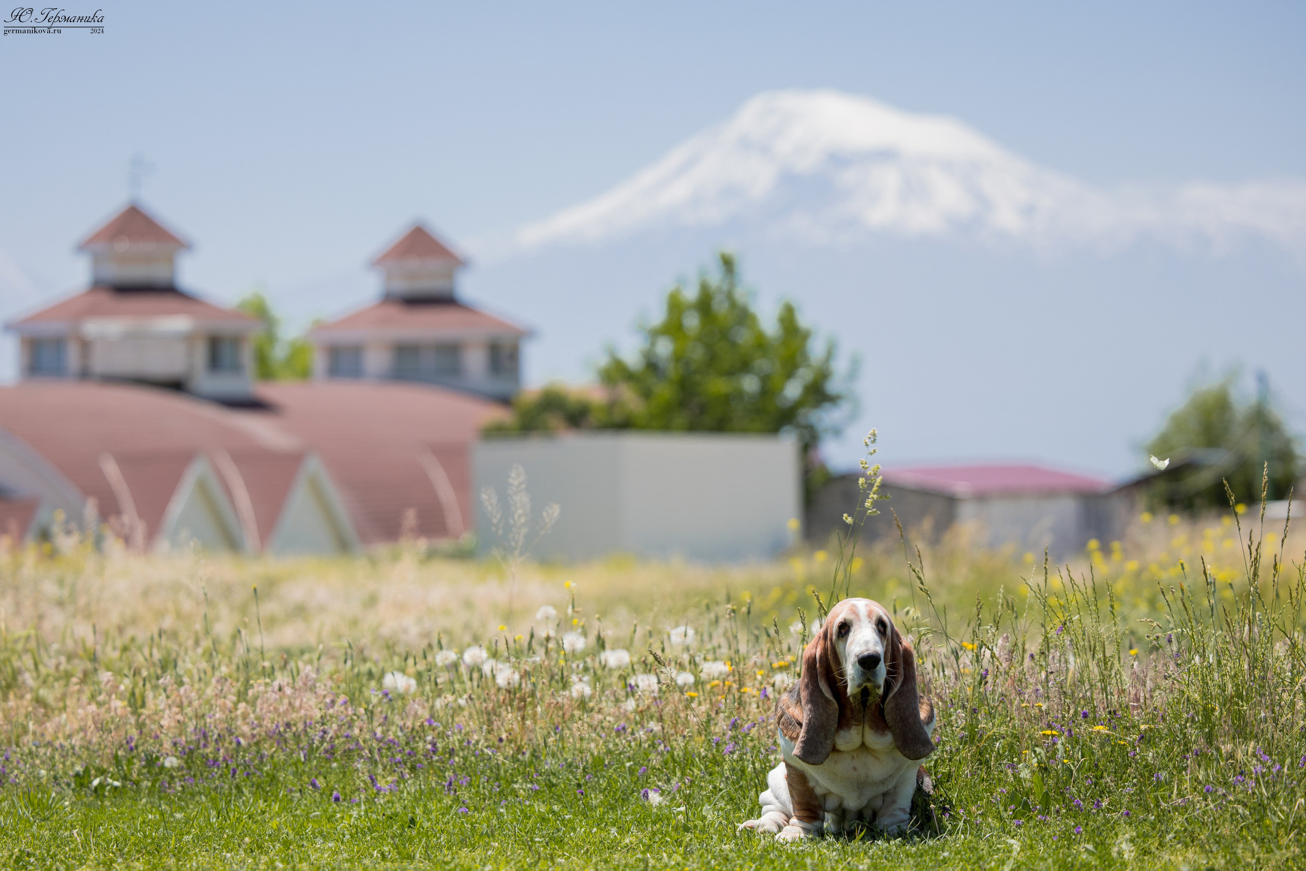 Ереван 3-5.06.2024. Фотограф-анималист Юлия Германика