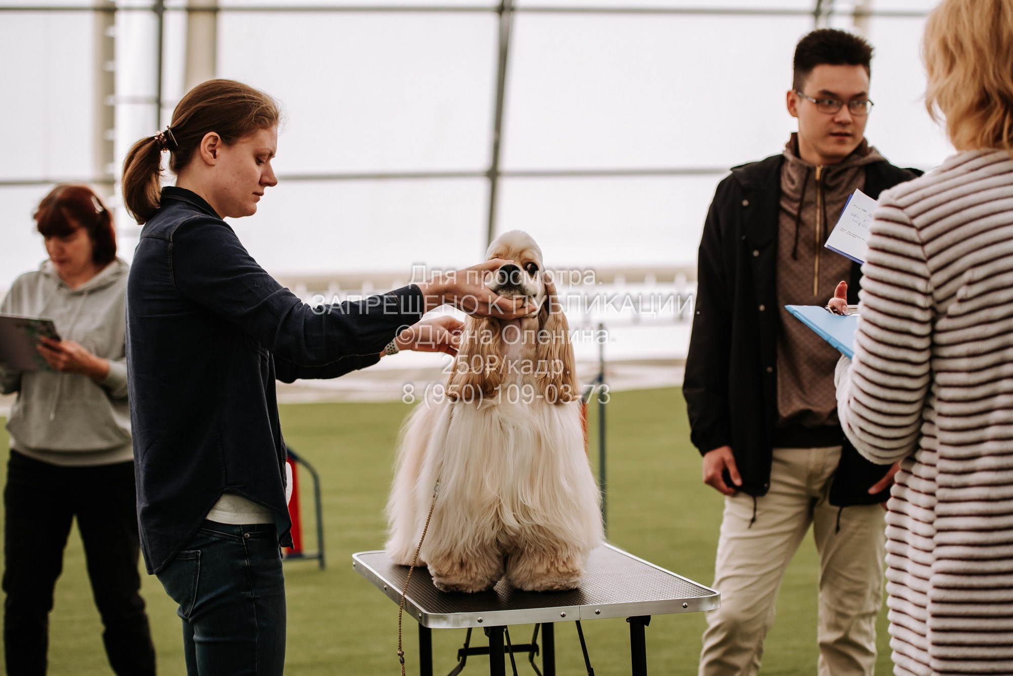 Выставка собак Красноярск 2.06. Фотограф Диана Оленина Красноярск / Братск