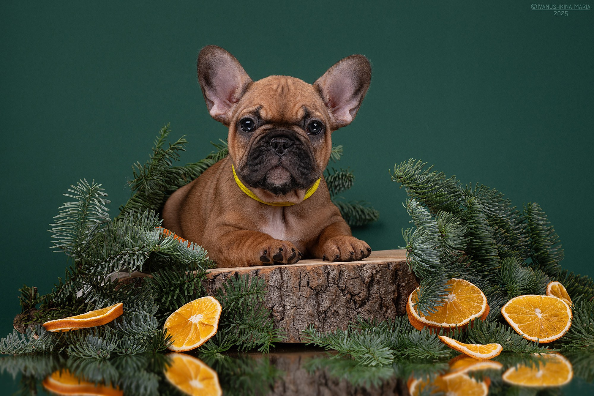 Фотосессия щенков на фонах. Фотограф собак в Москве и Московской области Иванушкина Мария