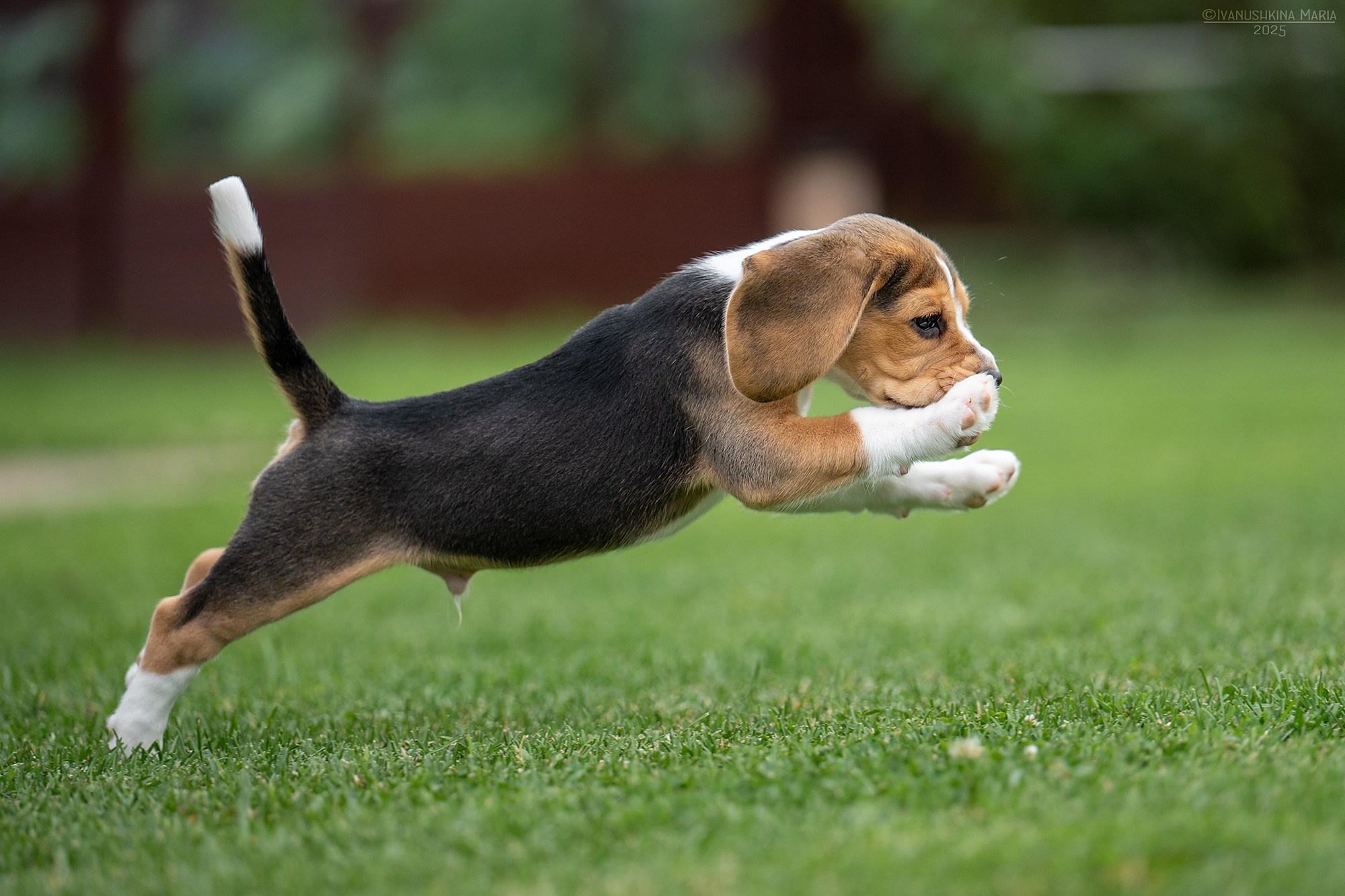 Фотосессия щенков на продажу. Фотограф собак в Москве и Московской области Иванушкина Мария