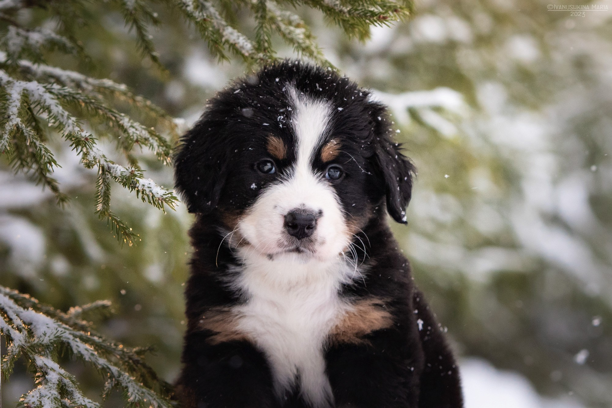 Фотосессия щенков на продажу. Фотограф собак в Москве и Московской области Иванушкина Мария