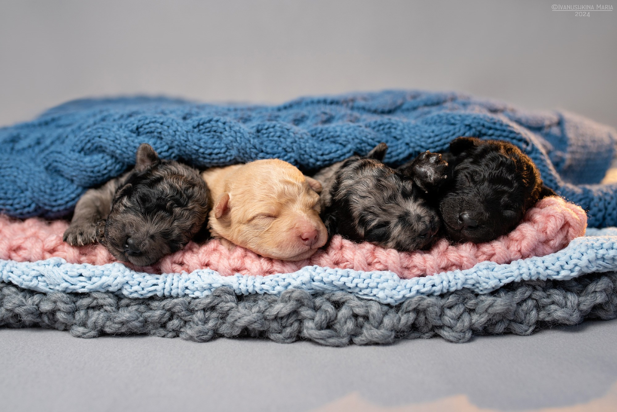 Фотосессии щенков в Москве и Московской области. Фотограф собак в Москве и Московской области Иванушкина Мария
