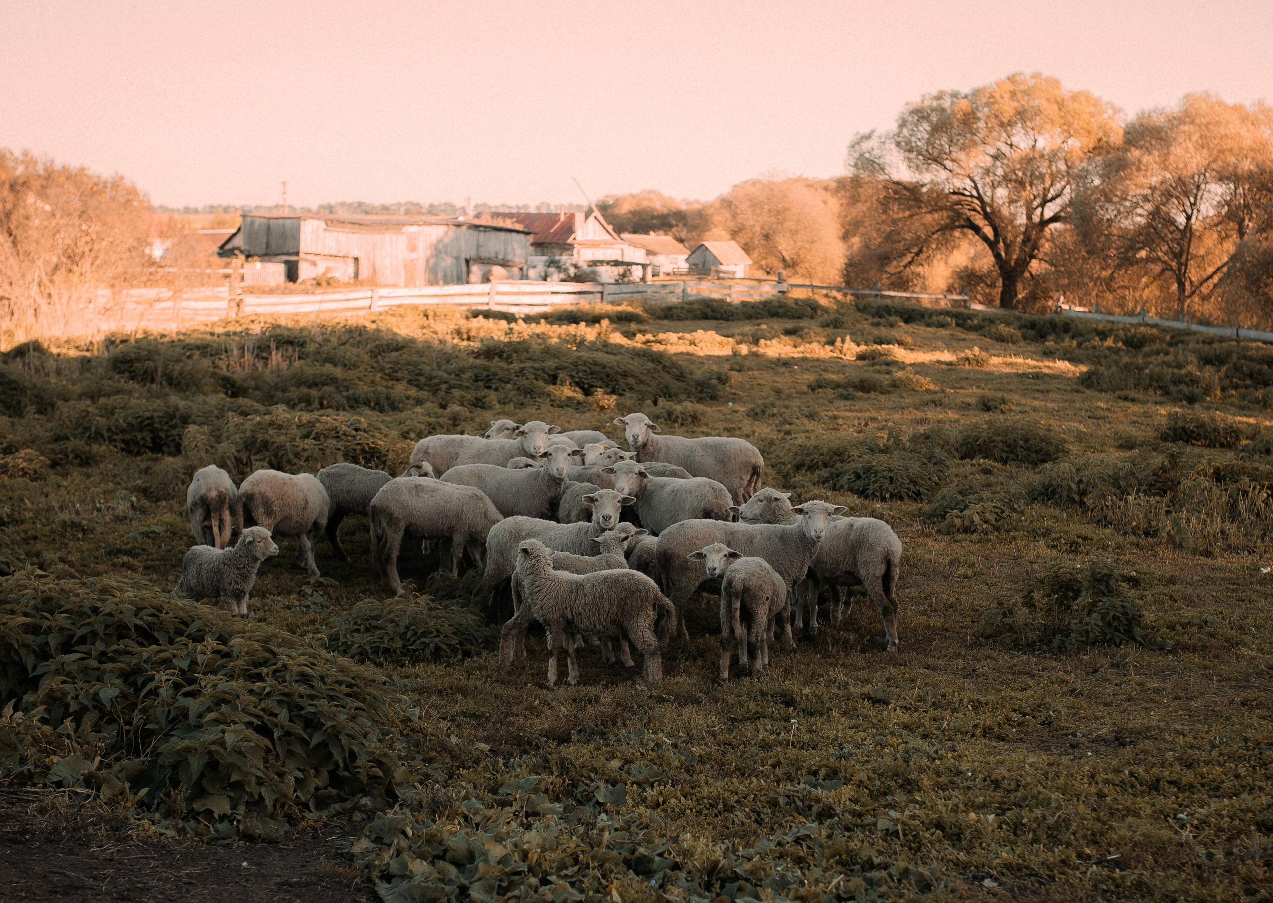 На ферме. Фотограф Юлия Хакимова / Казань/ Чистополь
