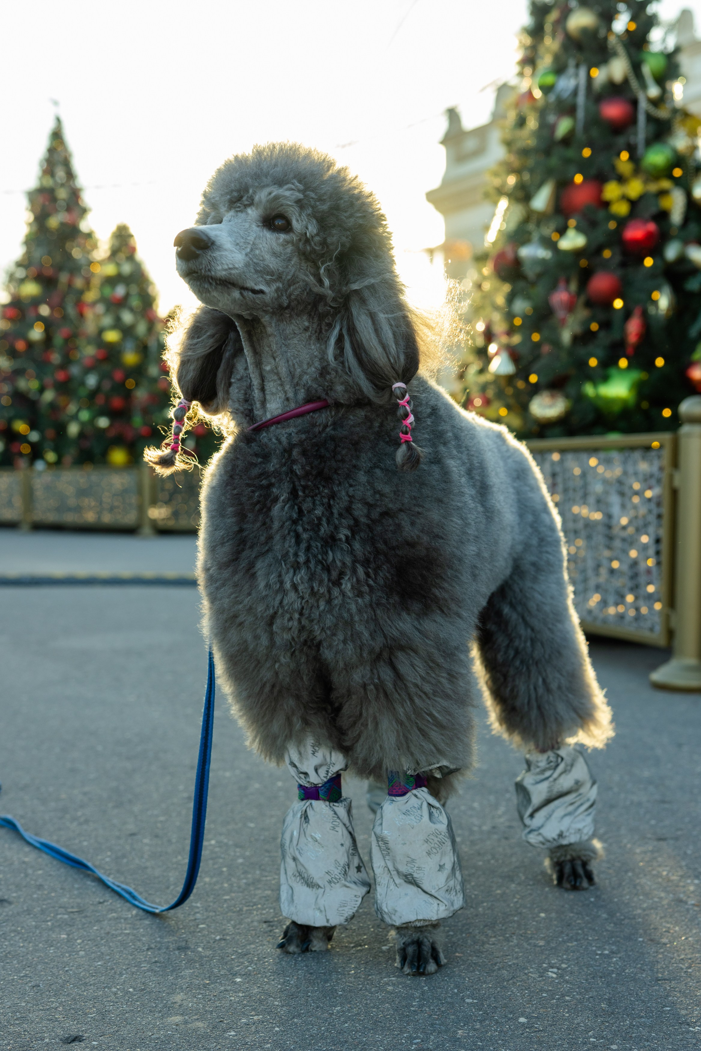 Клуб грумеров (прогулка и семинары). Виктория Зудина — фотограф в Москве