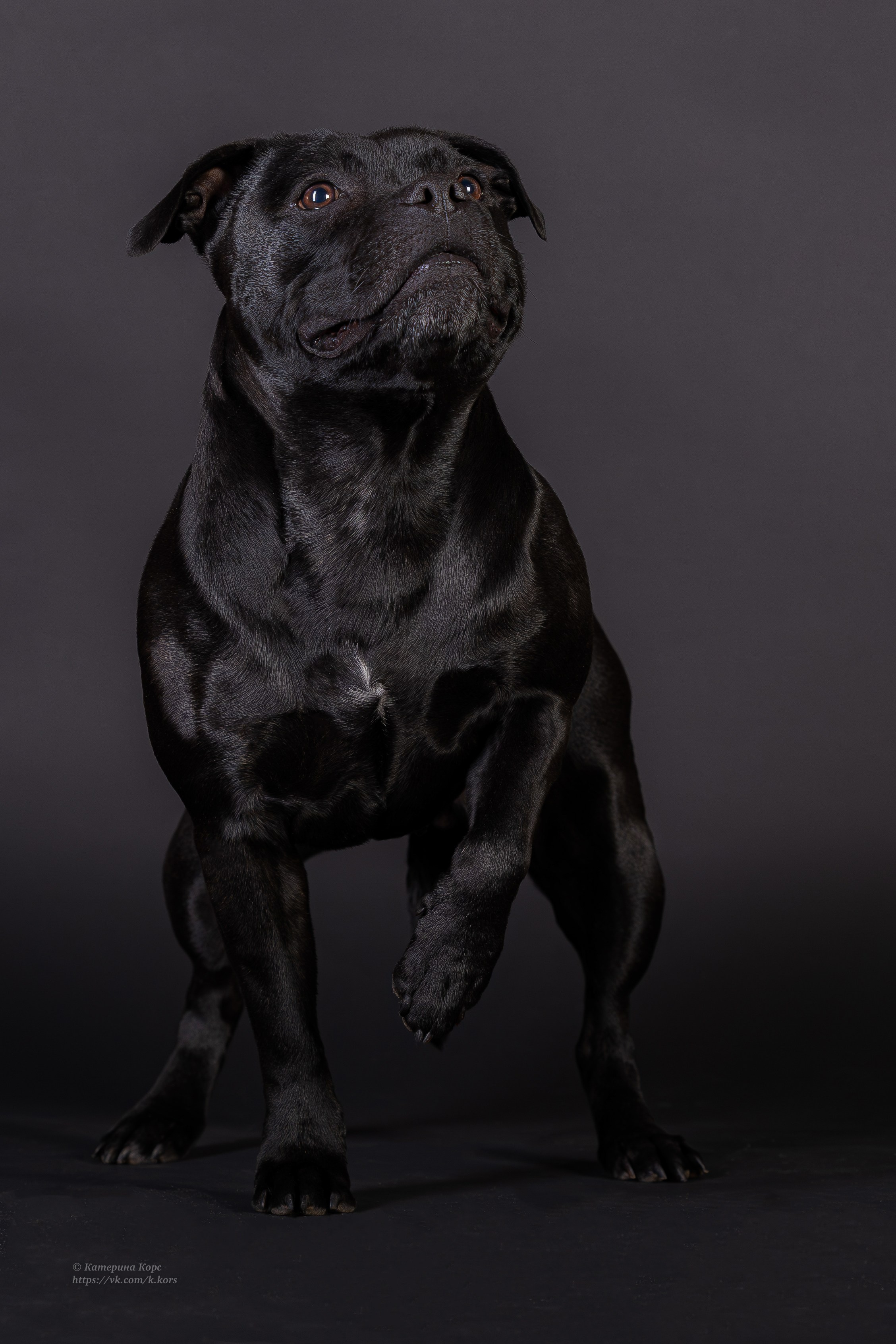 Студия. Главная