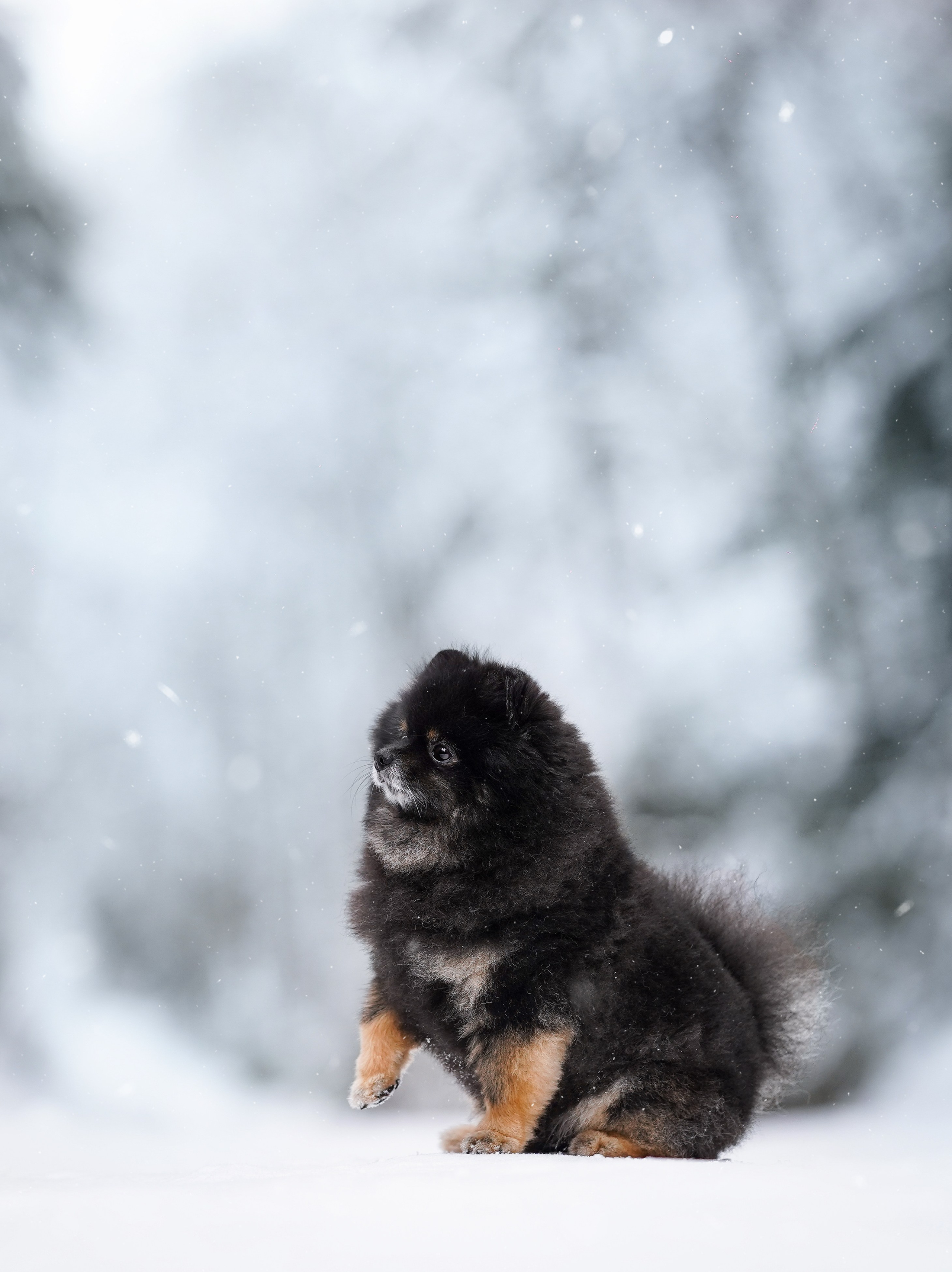 Бенчи и Арчи. Фотограф-анималист в Санкт-Петербурге Яна Мартынова