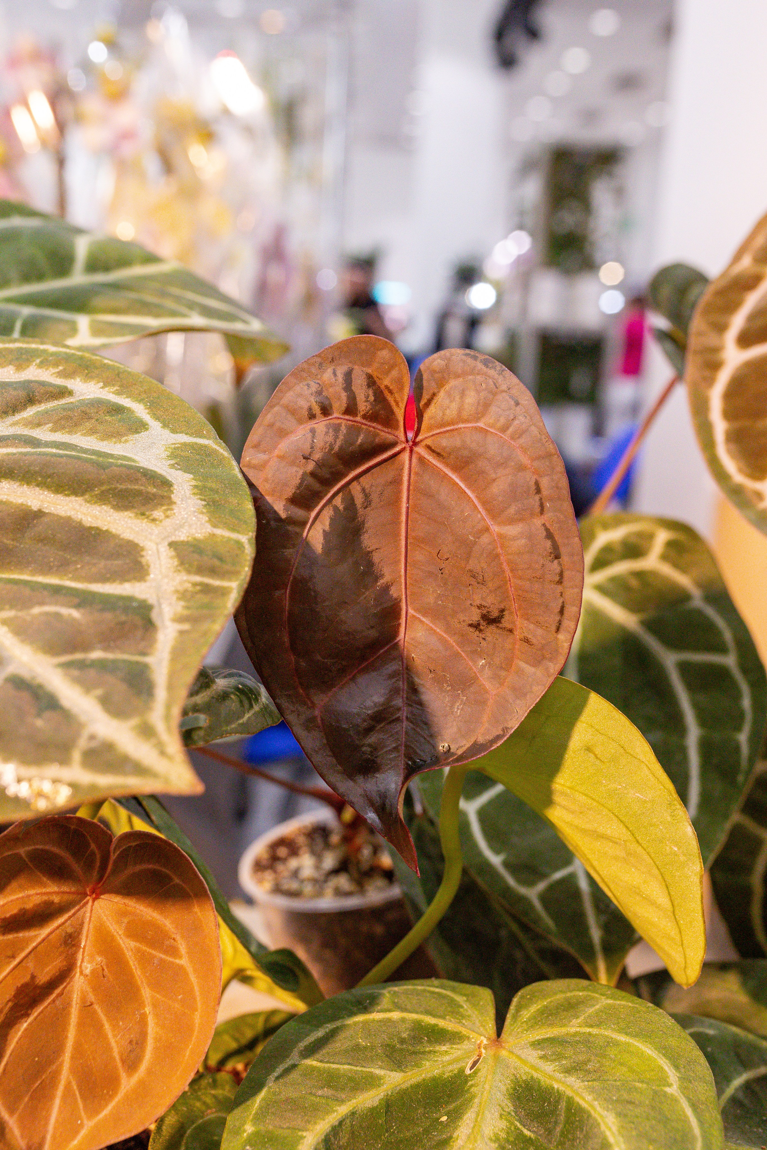 Орхидиум сентябрь 2025. Александра Куликова фотограф, Москва