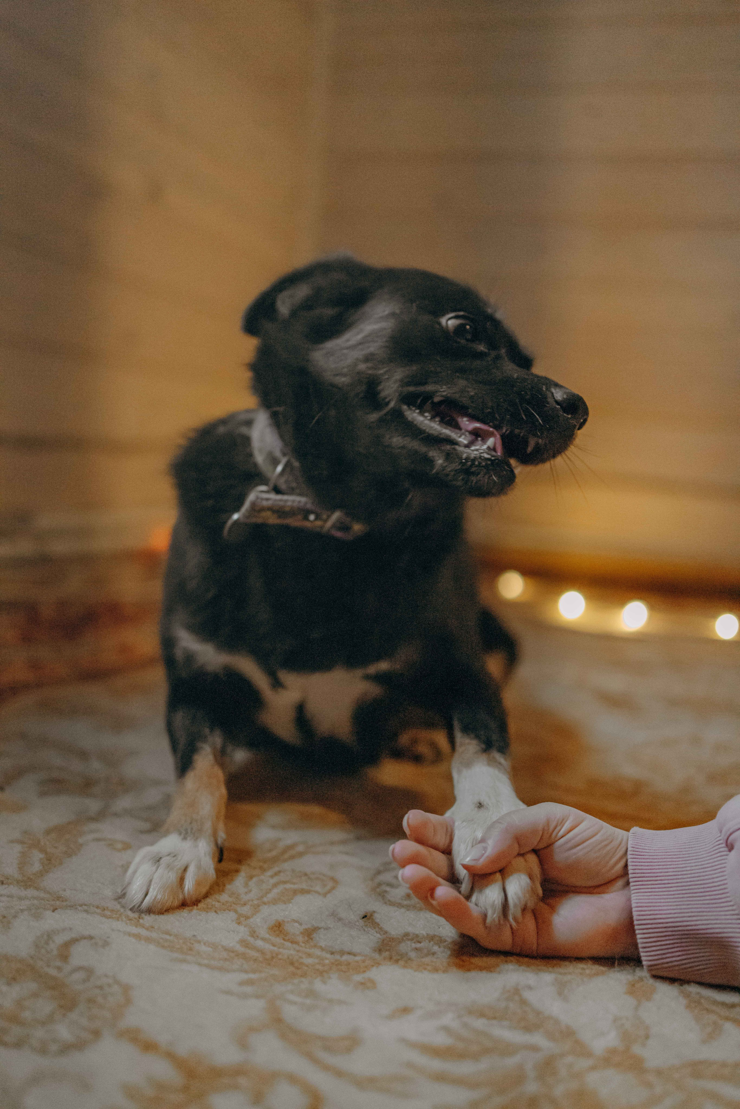 Передержка. Фотограф-анималист в Москве Лера Черноног