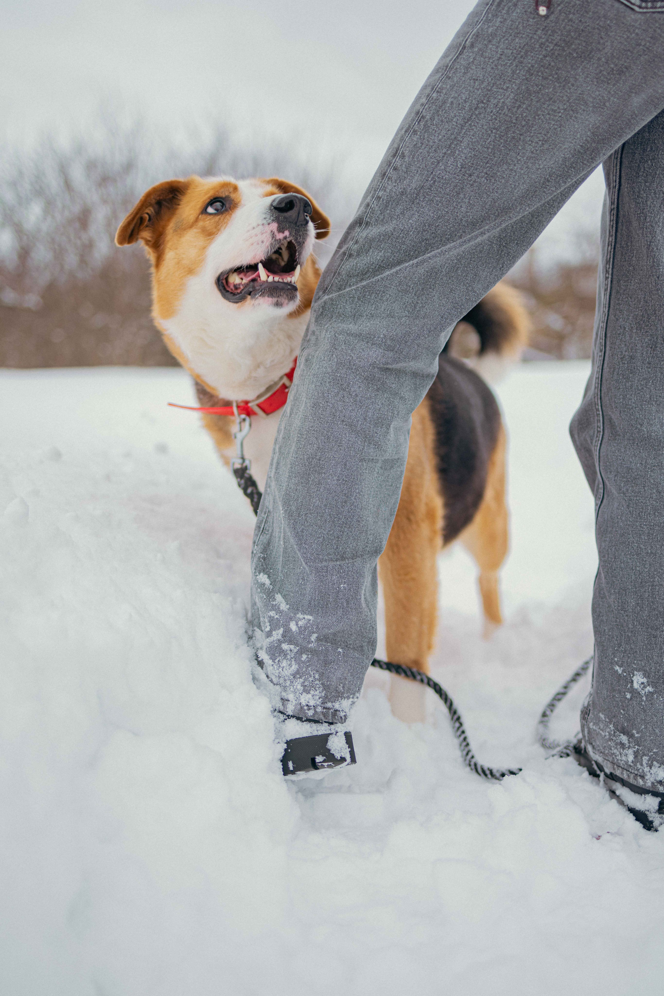 Петя. Фотограф-анималист в Москве Лера Черноног
