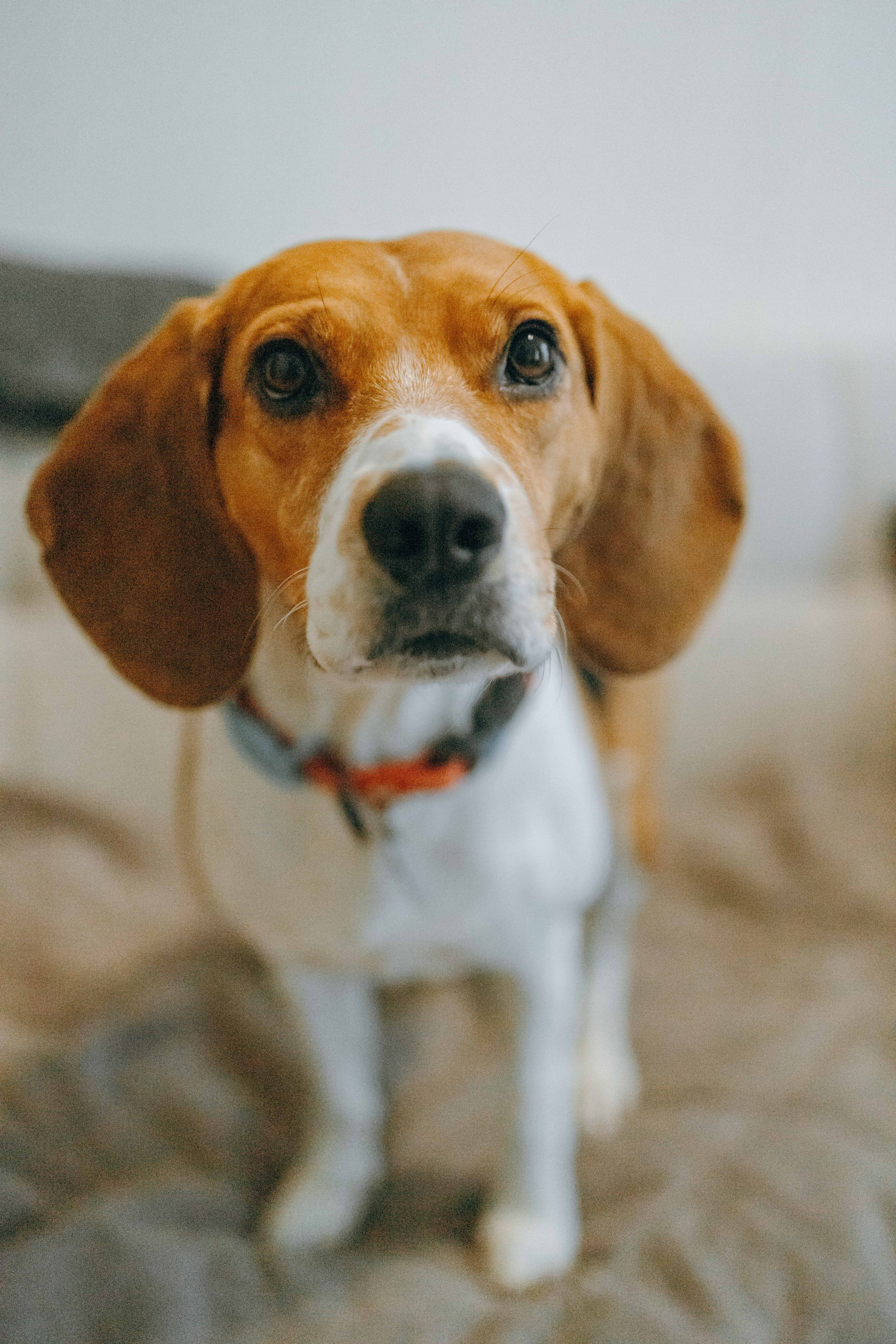 Света и Ива. Фотограф-анималист в Москве Лера Черноног