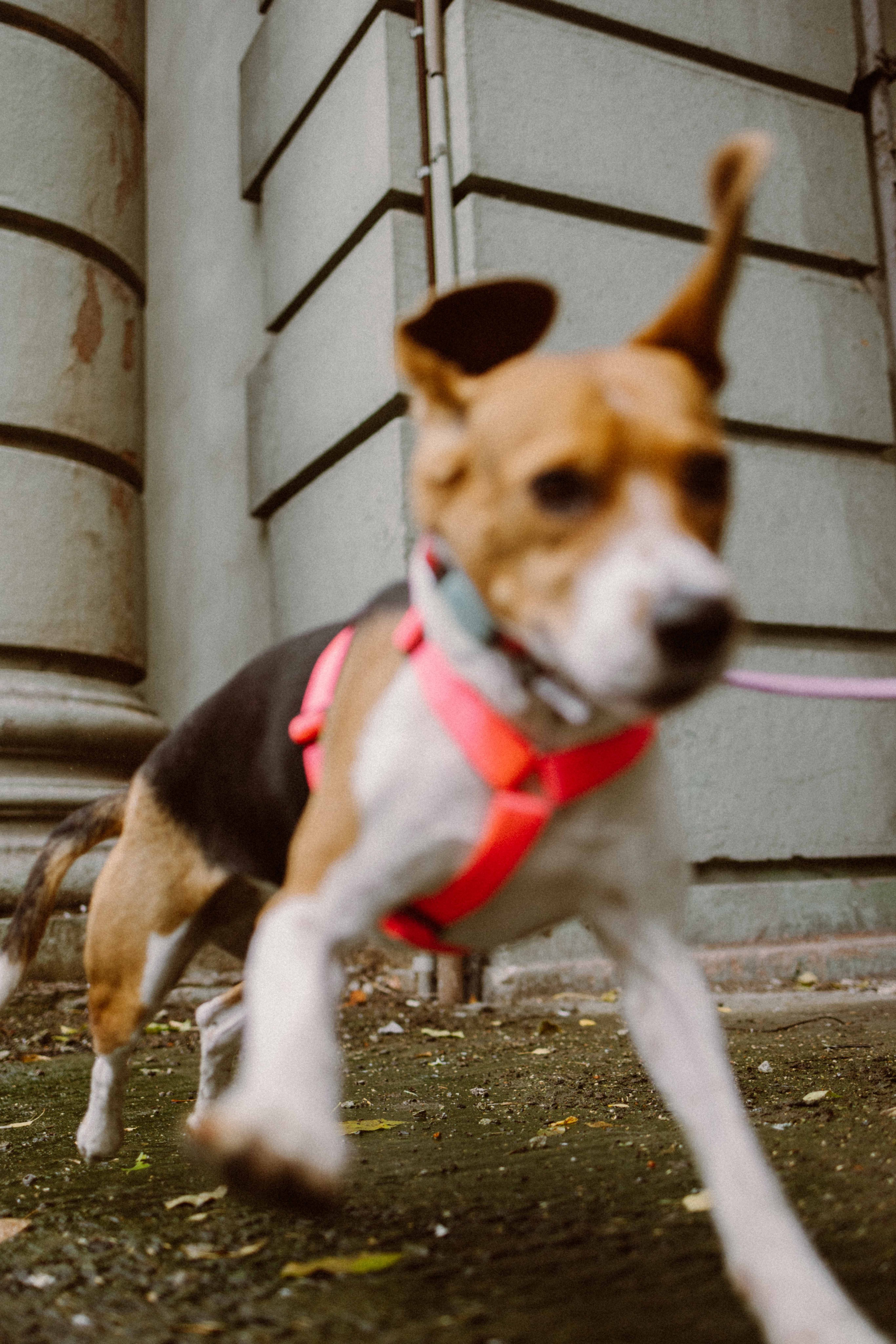 Света и Ива. Фотограф-анималист в Москве Лера Черноног