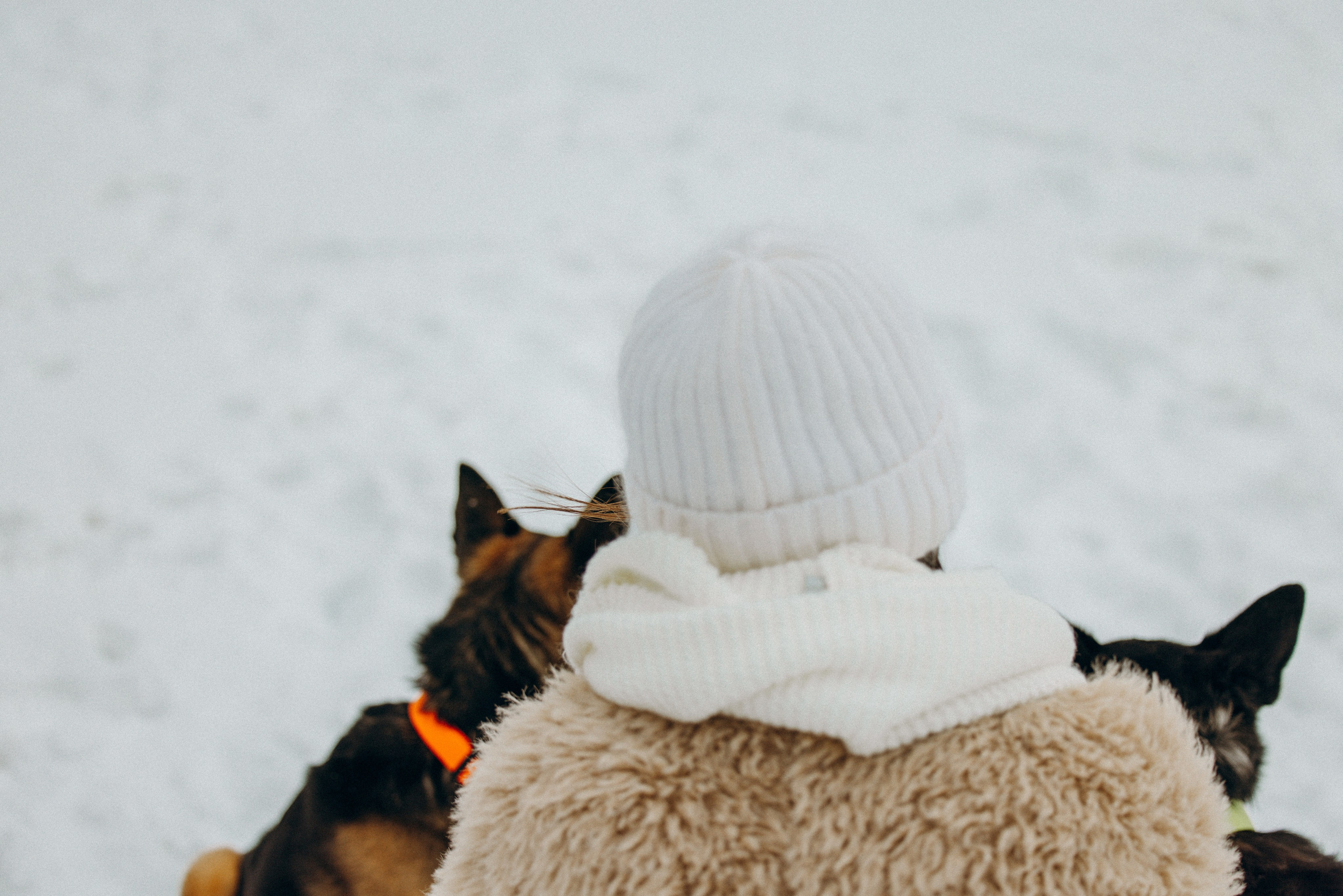 Ника, Матиша и Герда. Фотограф-анималист в Москве Лера Черноног