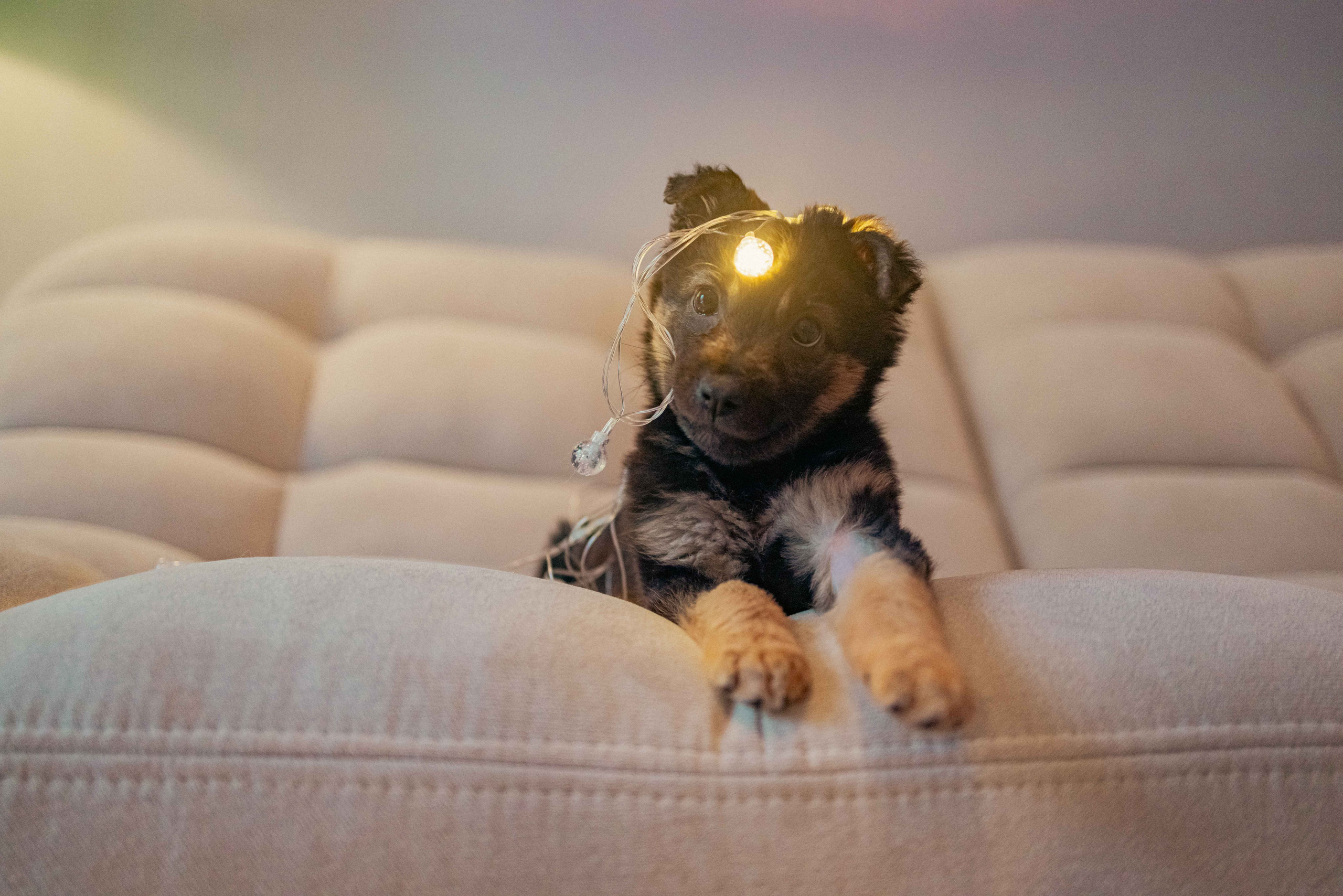 Пеппа. Фотограф-анималист в Москве Лера Черноног