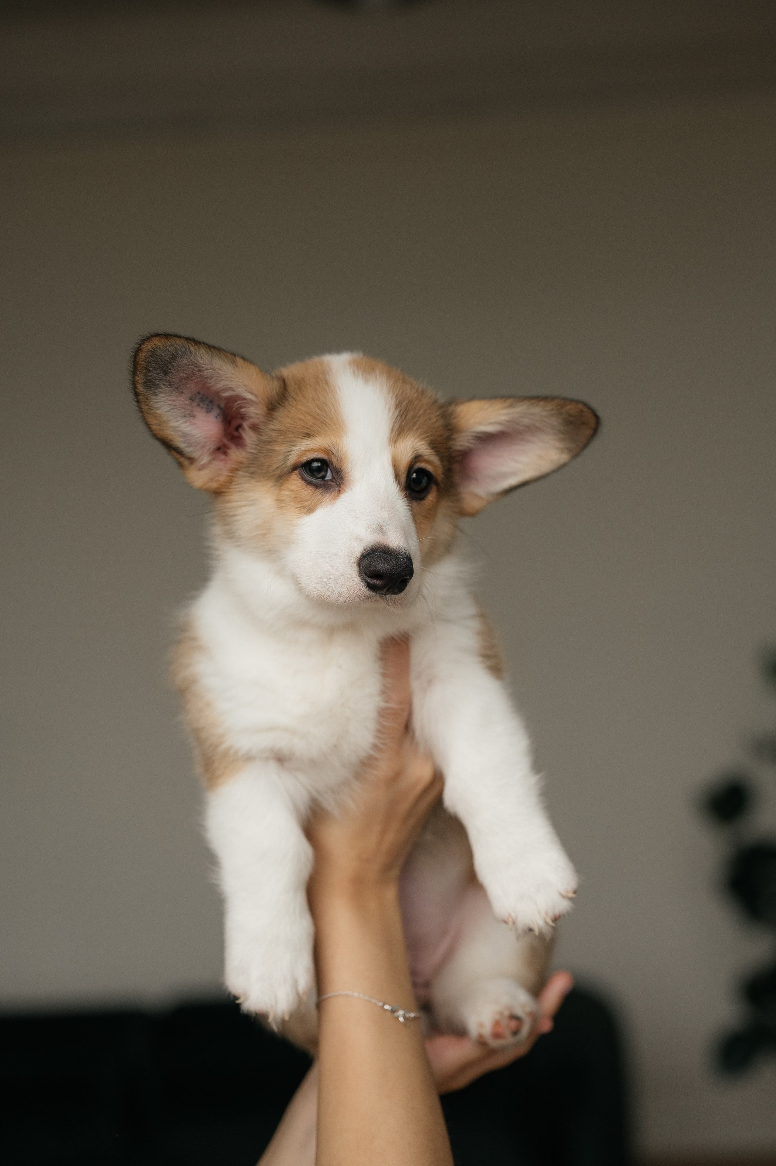 Миша, Маша и Боня. Свадебный и семейный фотограф в Краснодаре Алина Мельник