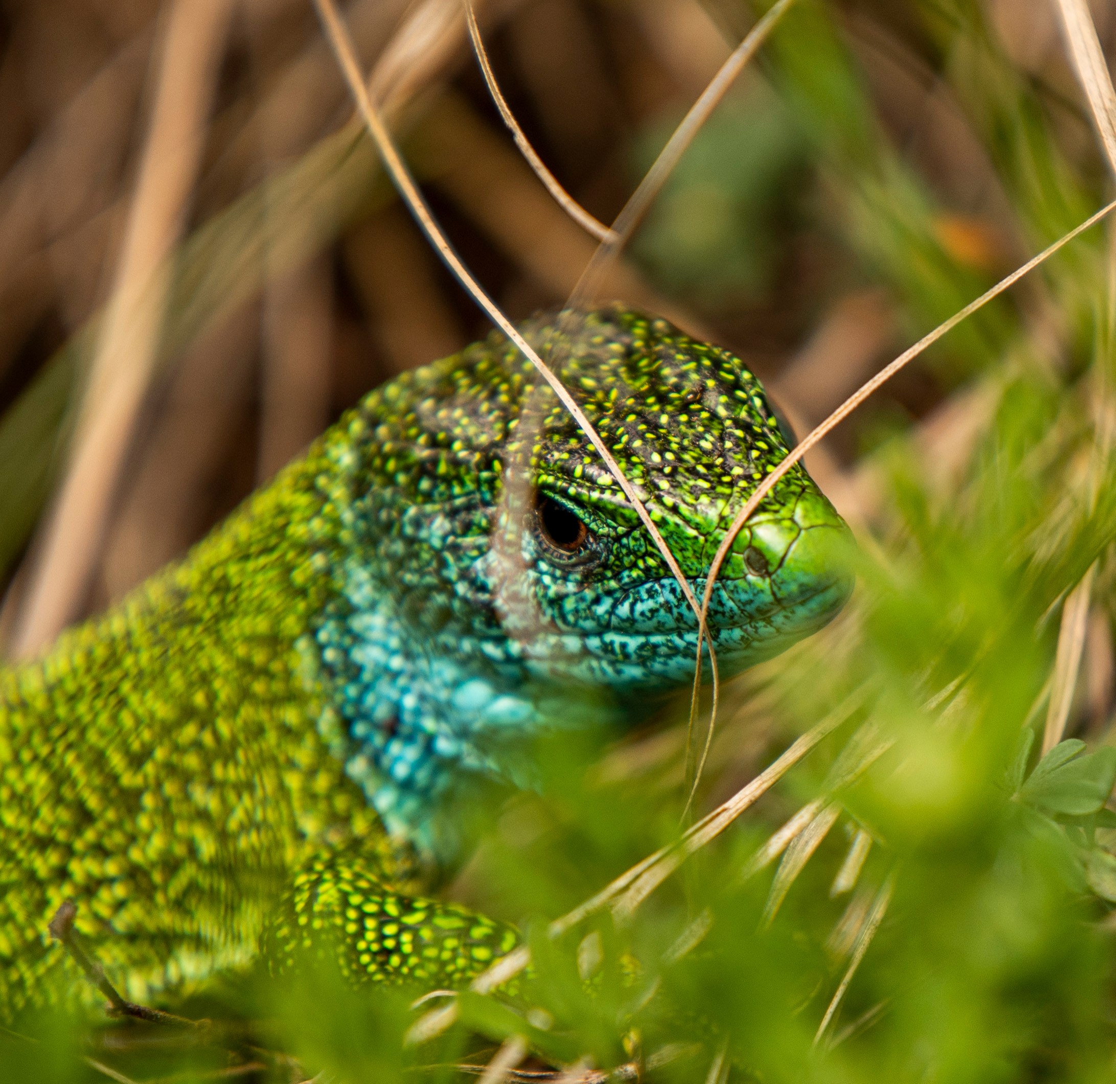 Столови. Сербия. Фотограф в Москве. Шахабудин