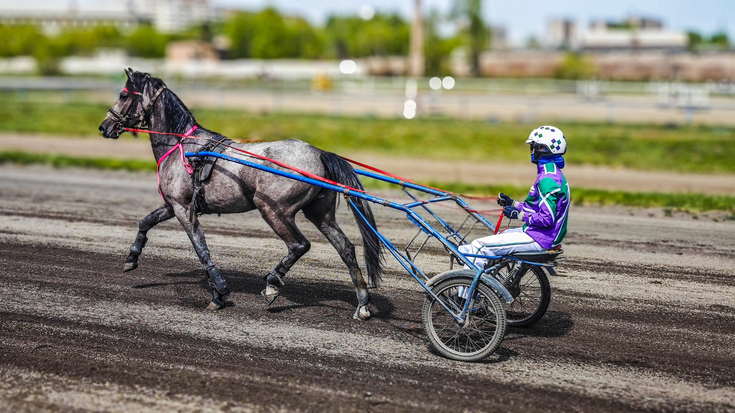 Красноярский ипподром. Открытие сезона 2025. Игорь Урывский. Фотограф Красноярск