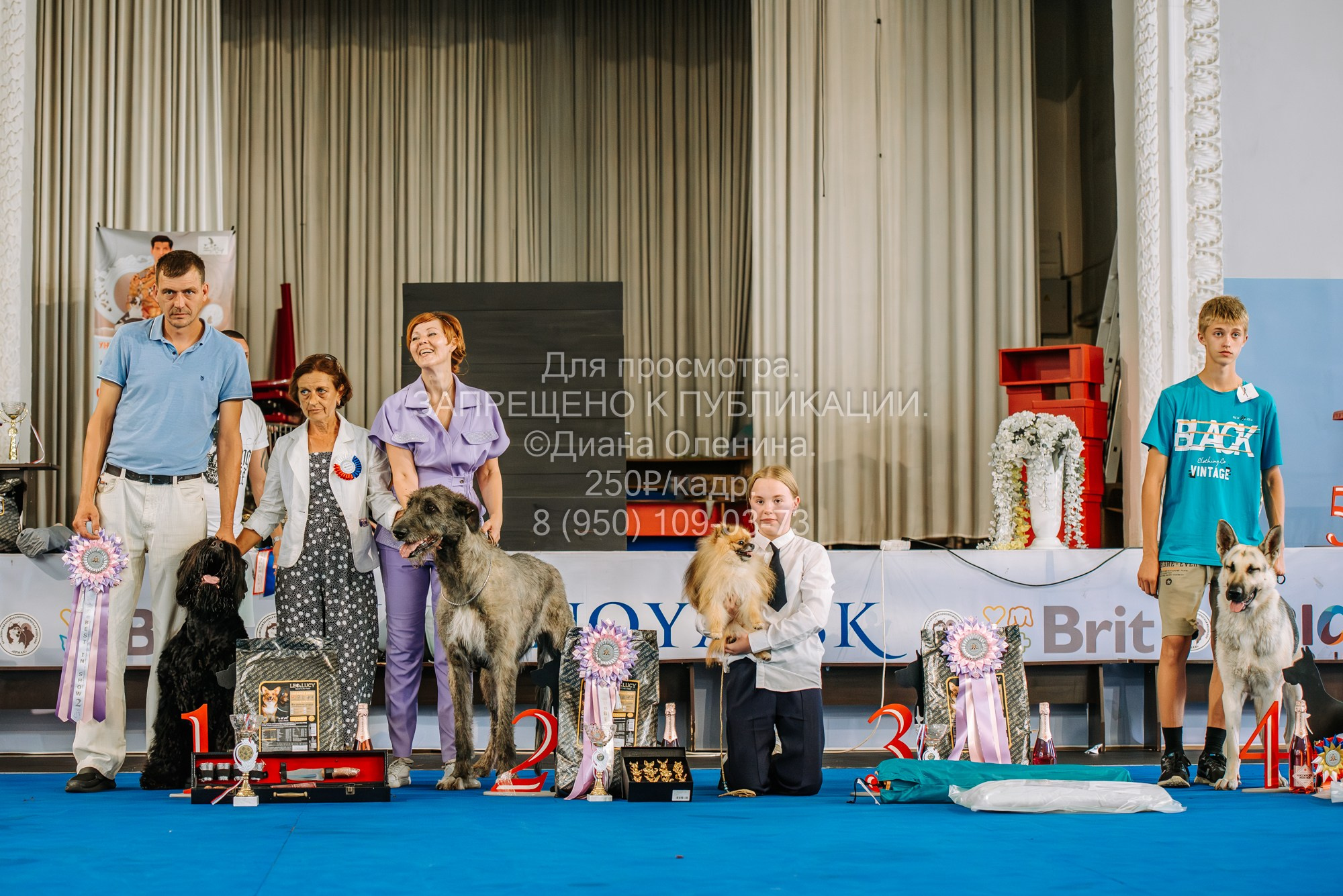 Национальная выставка собак всех пород ранга САС-IKU «Кубок Красноярск. Фотограф Диана Оленина Красноярск / Братск