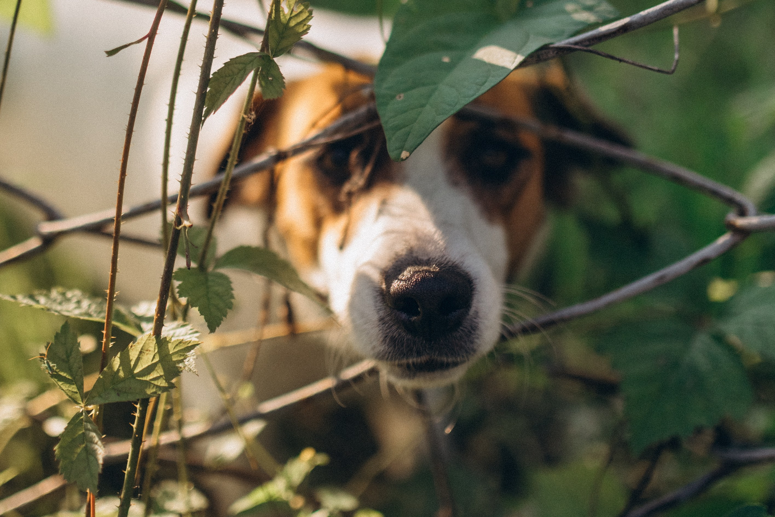 Дачная история. Семейный фотограф lifestyle в Новосибирске Елена Шпилевая