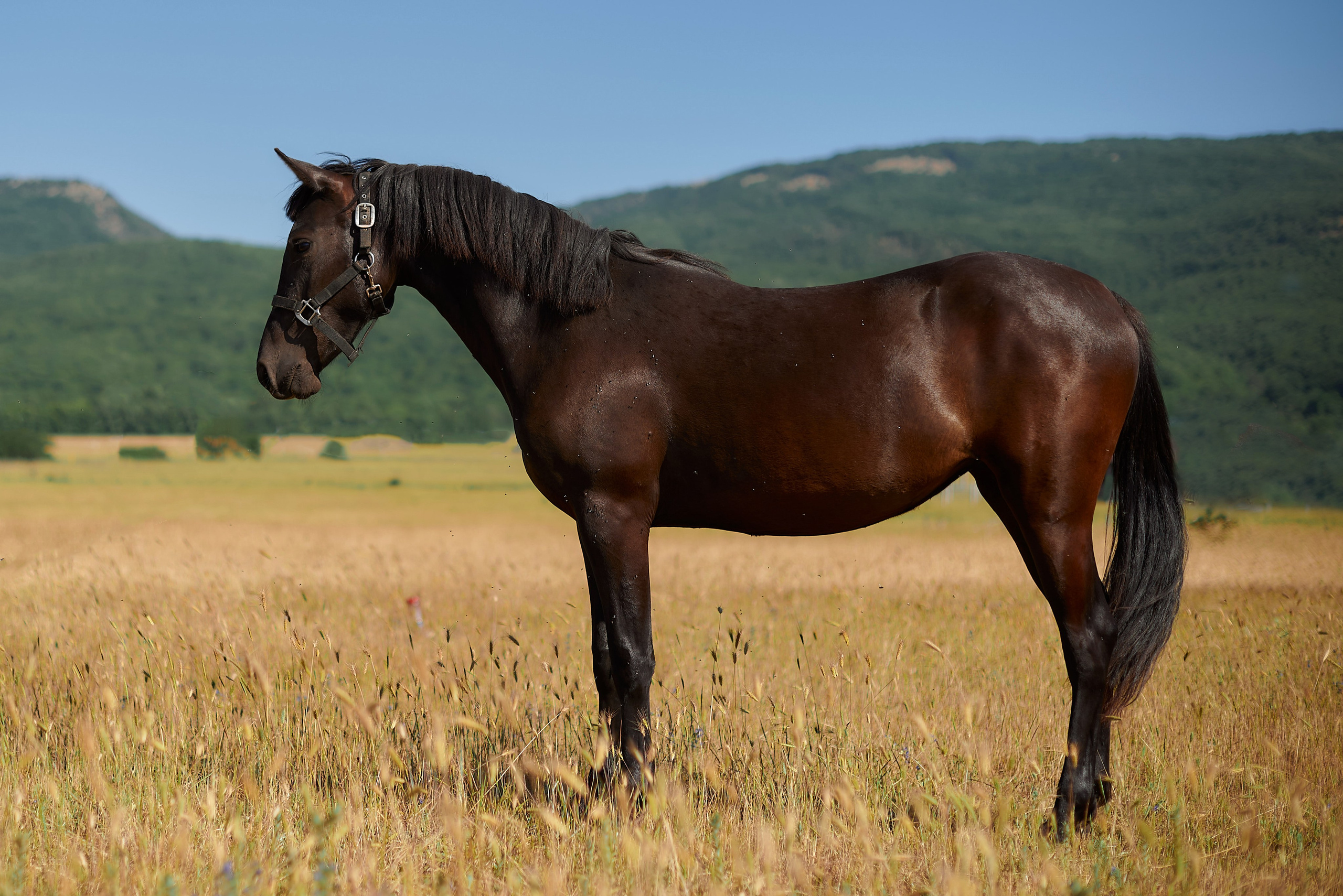 Изя. Фотограф в Севастополе