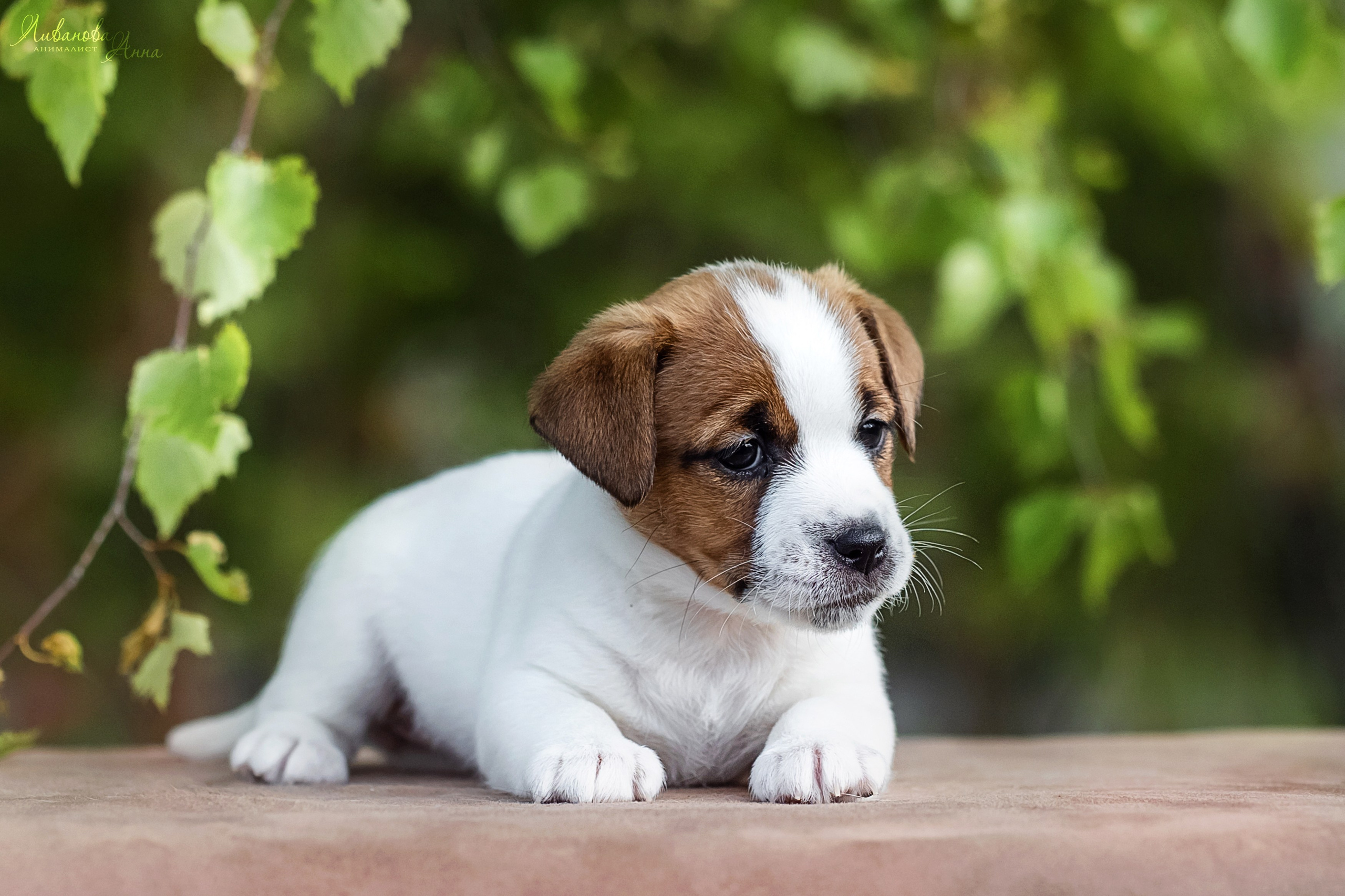 Джеки. Фотограф анималист Аня Ливанова | Рыбинск