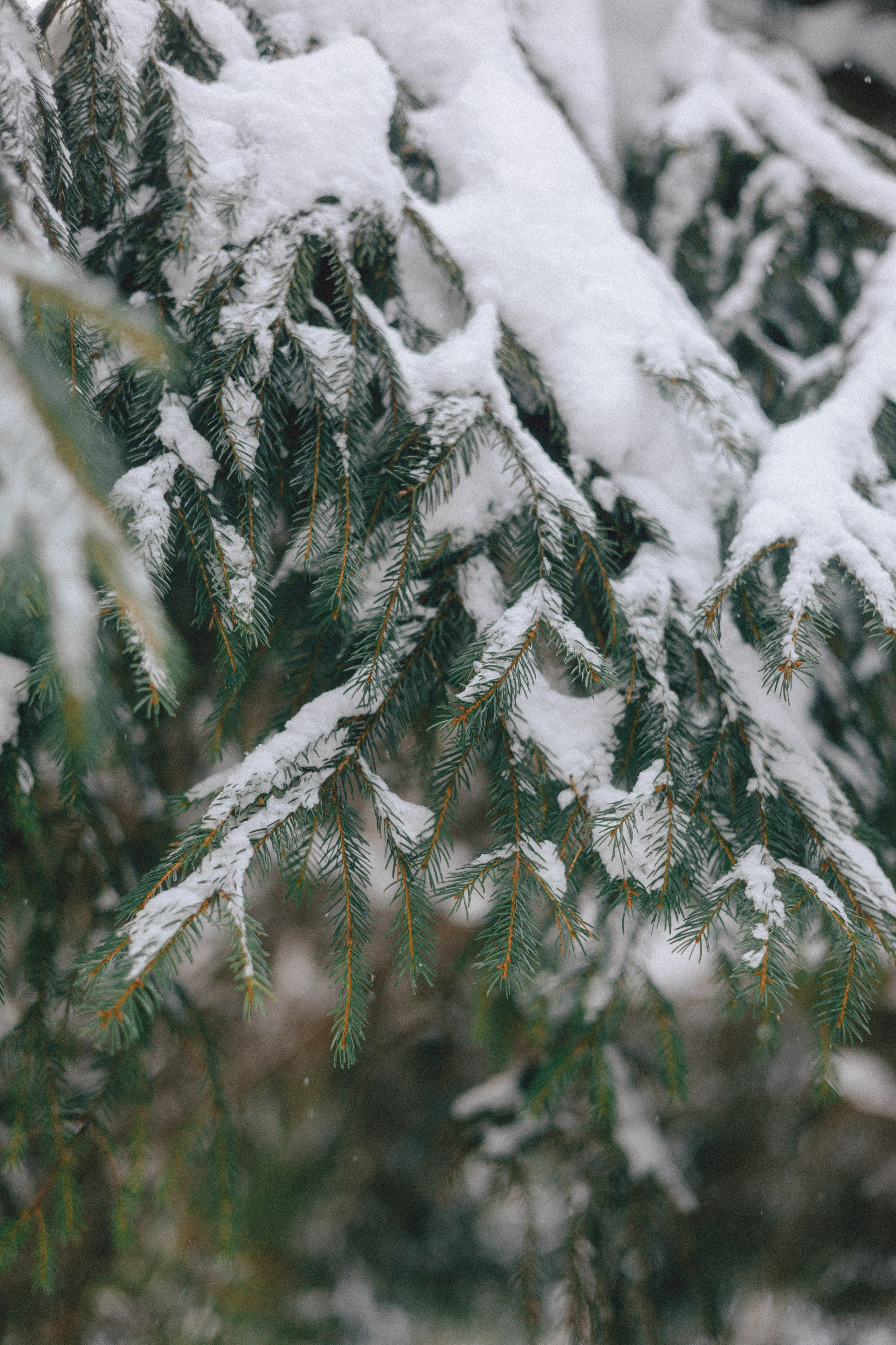 Настя и Ваня. Фотограф Анна Луценко Москва
